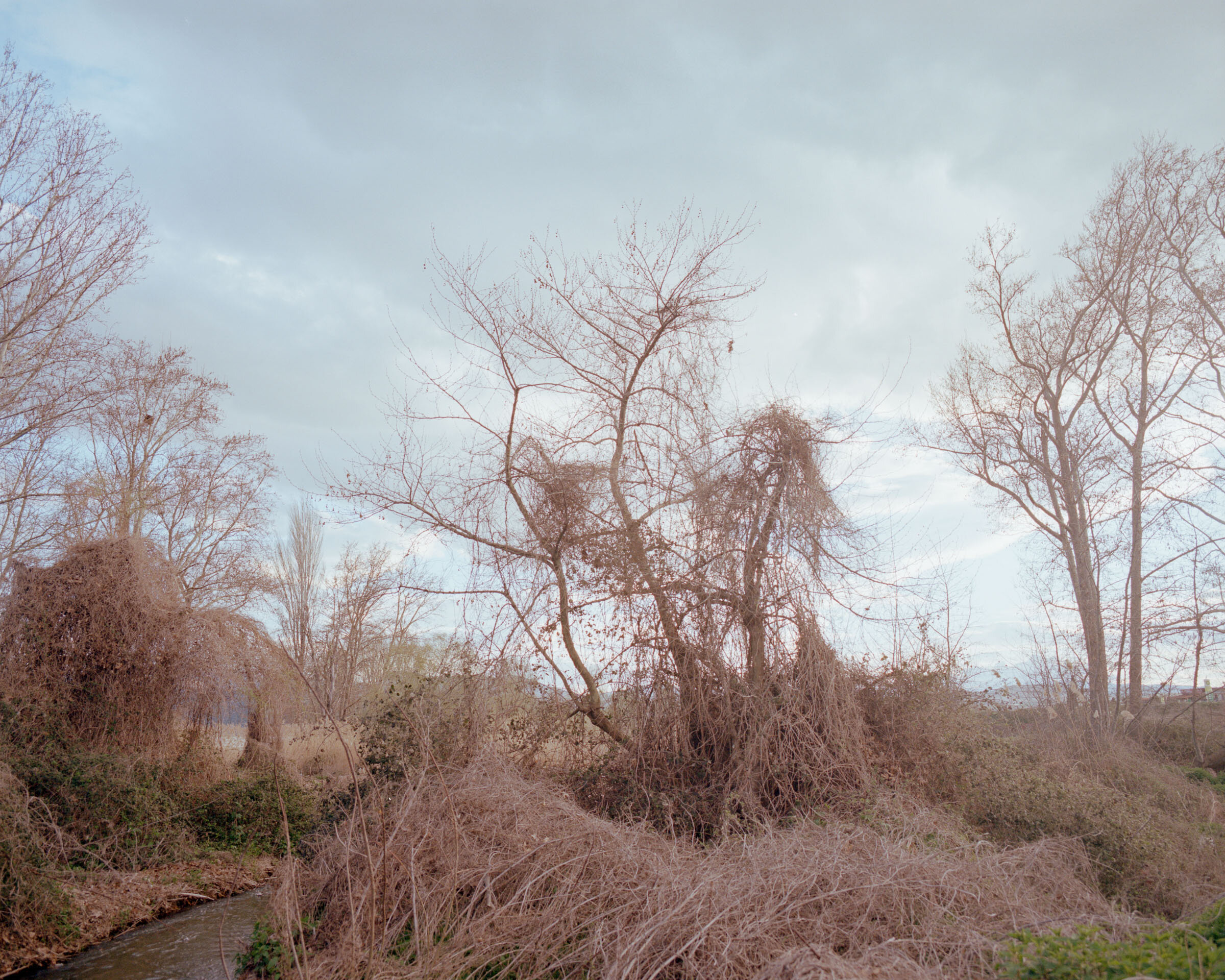 trees and bushes, northern greece, 2013