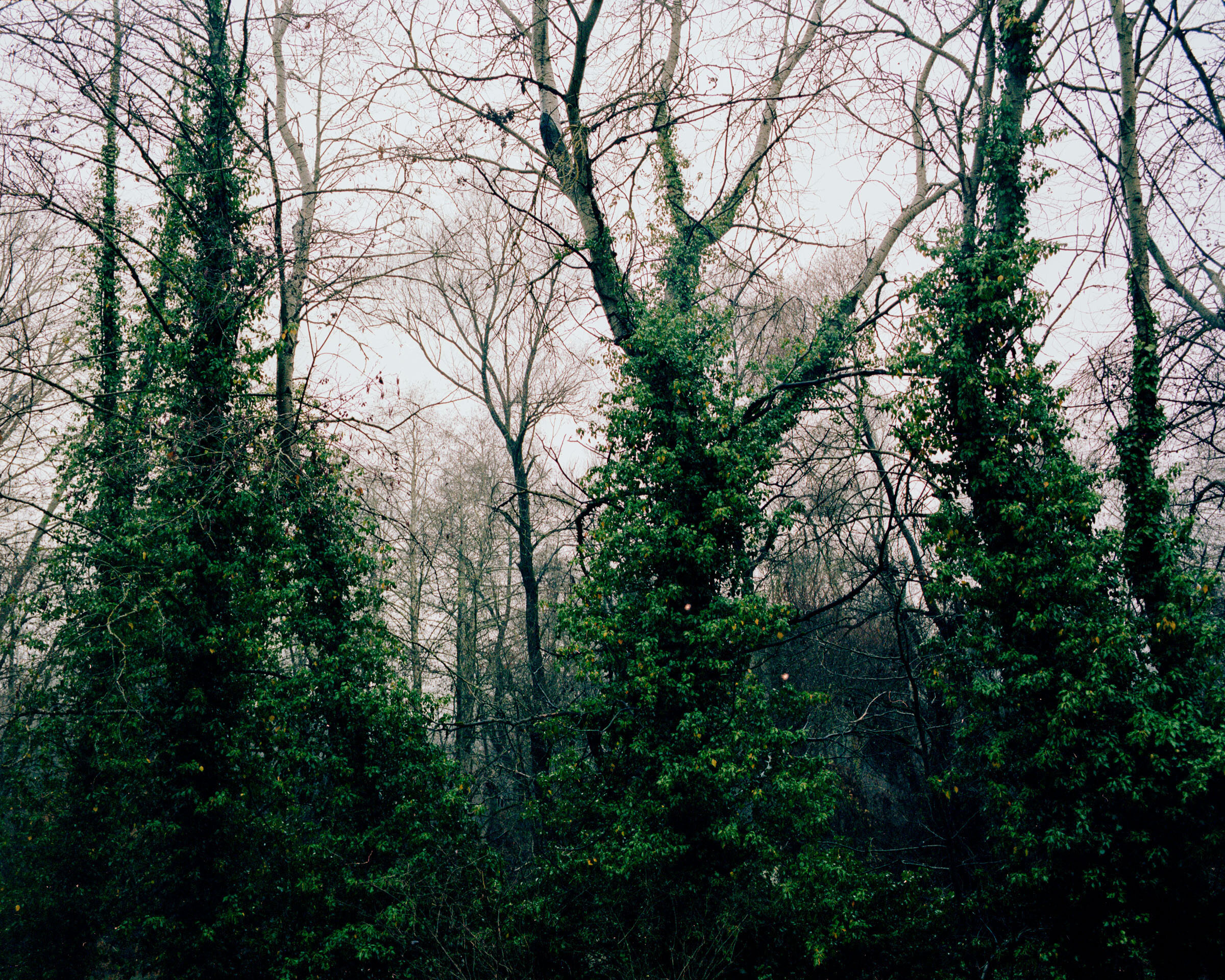 trees, northern greece, 2013