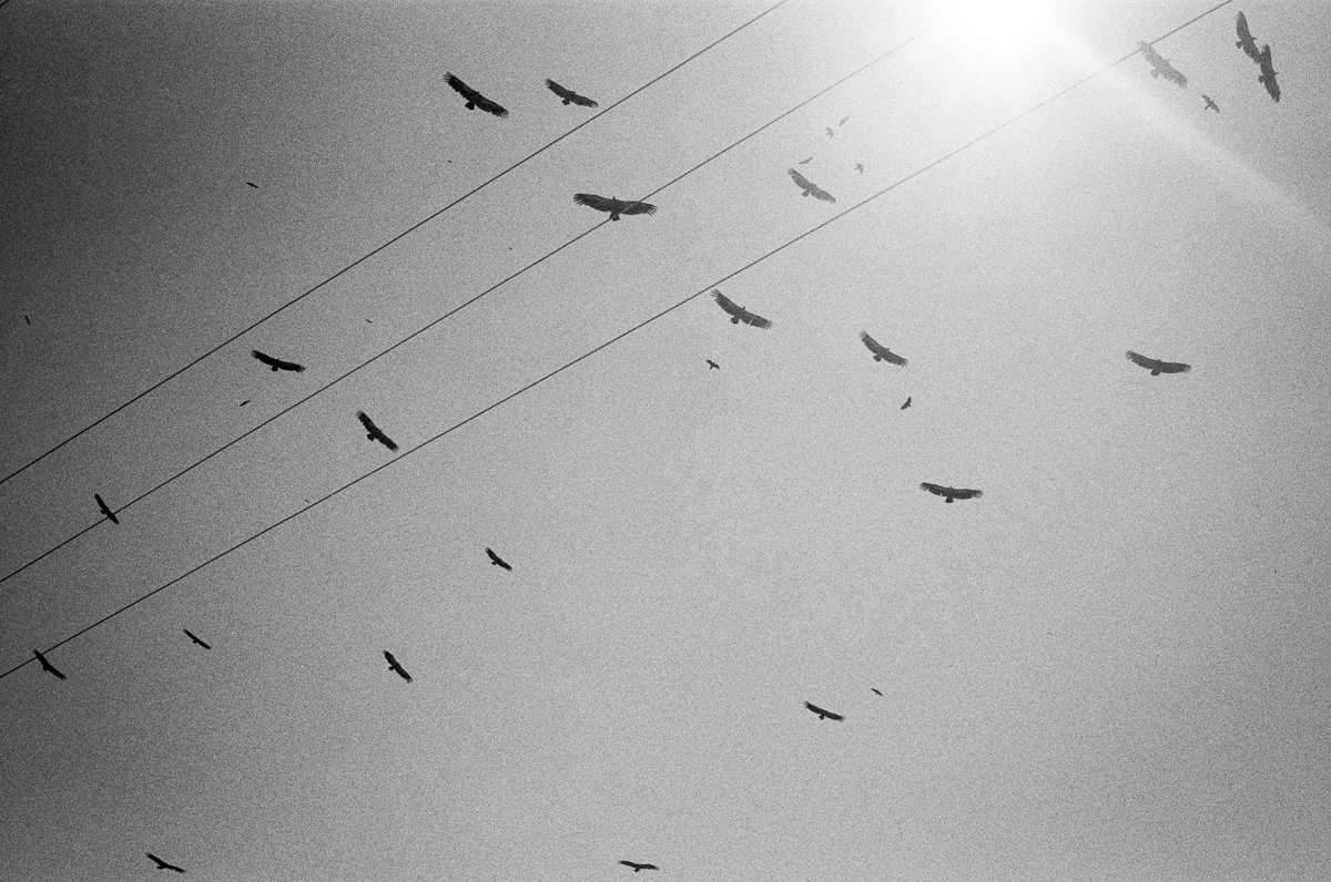 &nbsp;vultures above Livadia village, in Psiloritis mountain