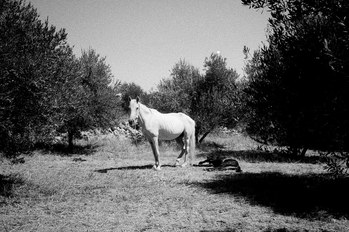 two horses, Livadia village