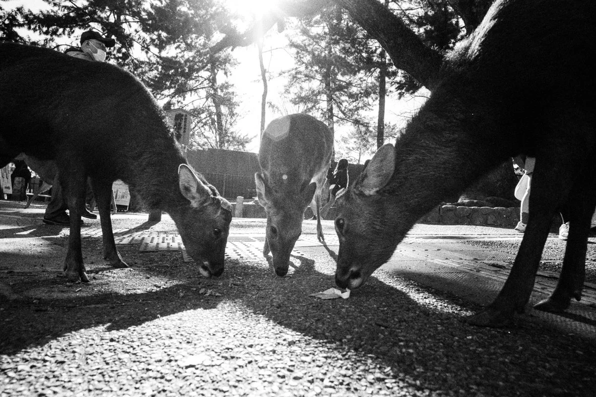  Contax G2 | Carl Zeiss 21mm/2.8 | Kentmere 400 