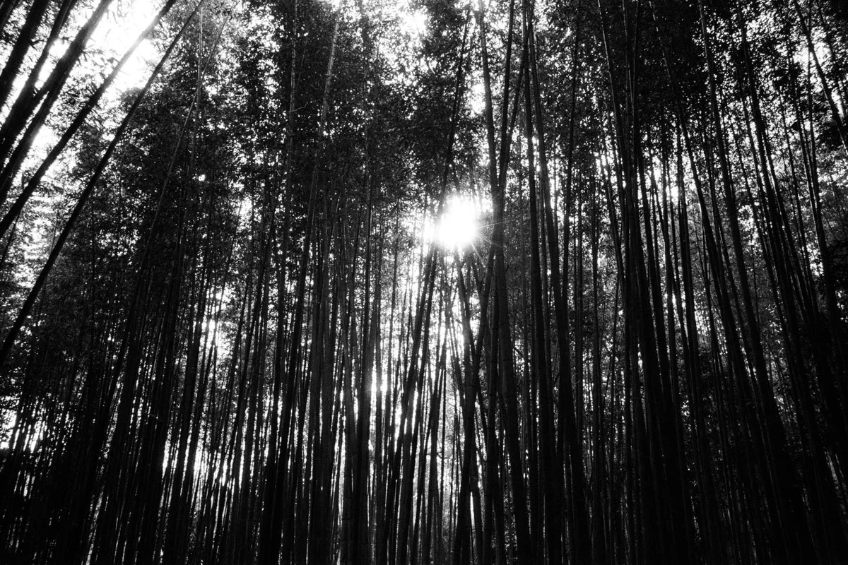  Leica M7 | Voigtlander 28mm/2.8 | Kentmere 400 
