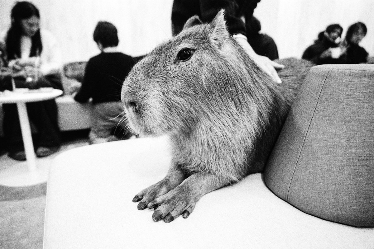   Capybara at Cafe Capyba, Taito, Tokyo    |     Contax G2 | Carl Zeiss 21mm/2.8 | Kentmere 400 
