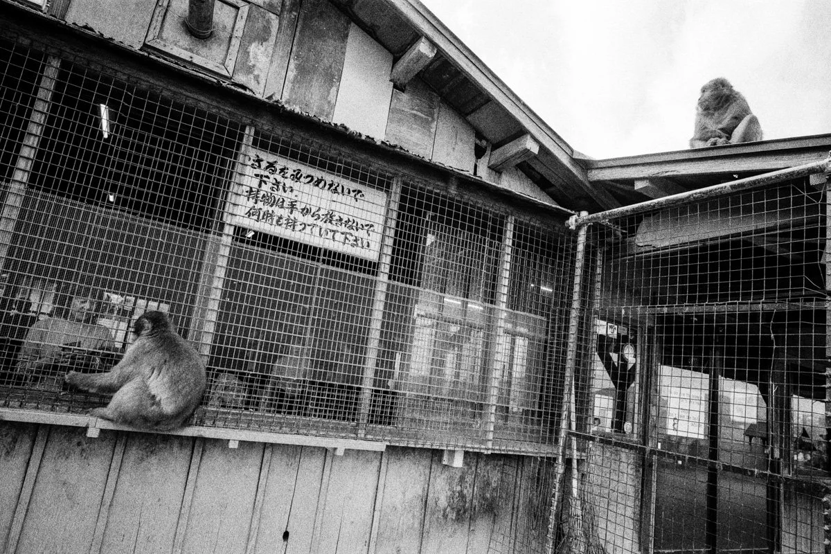   Iwatayama Monkey Park, Arashiyama    |   Contax G2 | Carl Zeiss 21mm/2.8 | Kentmere 400 