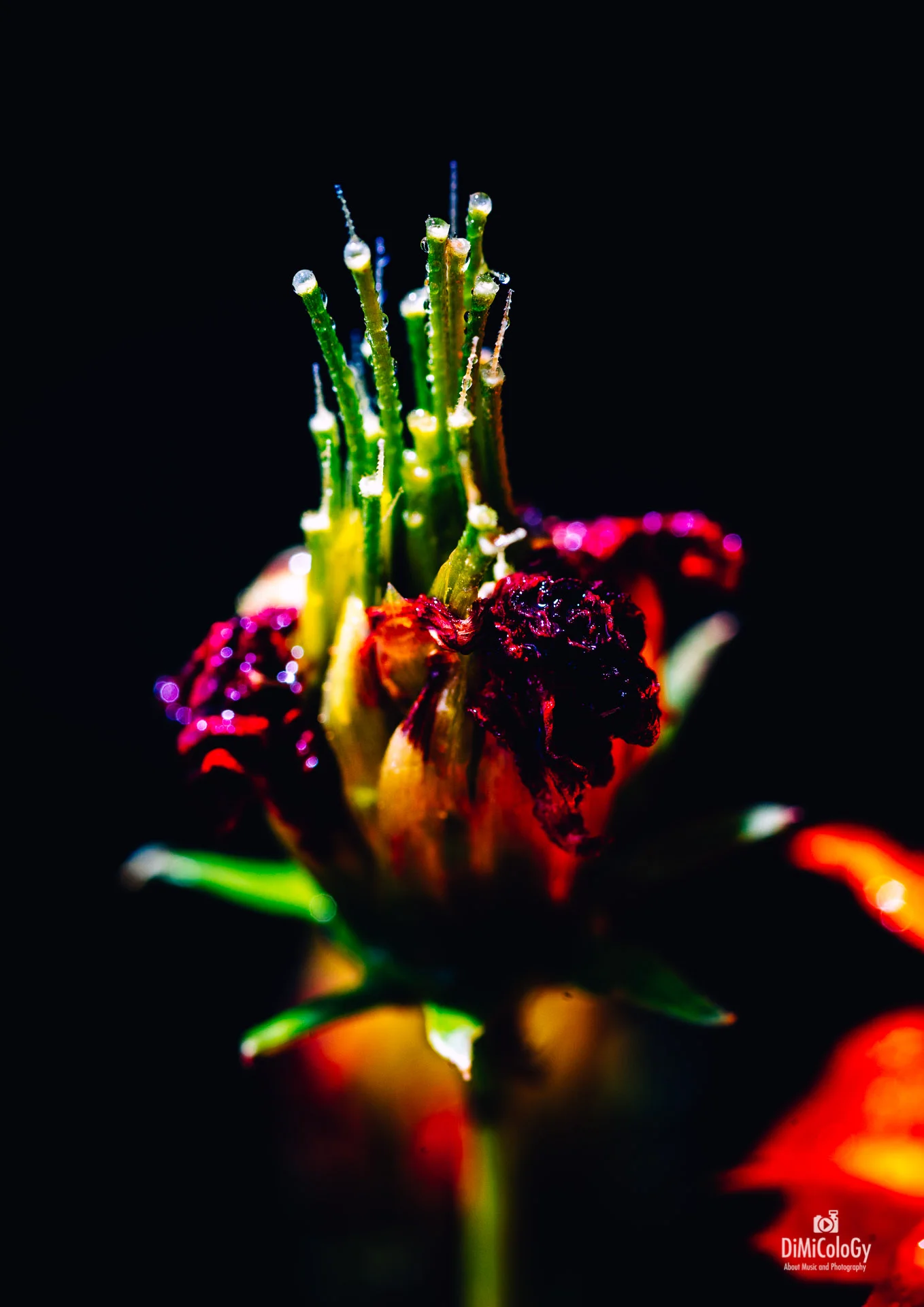 DiMiCoLoGy-Vivid Macro-4969.jpg