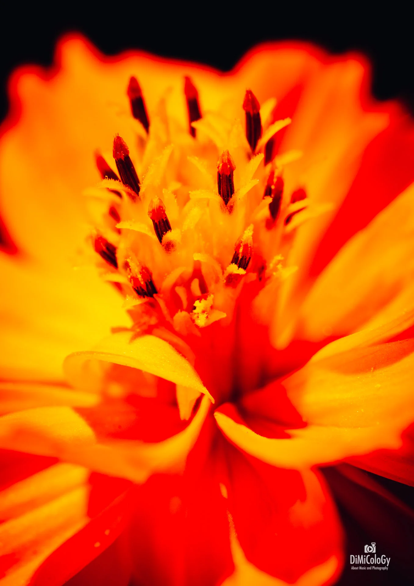 DiMiCoLoGy-Vivid Macro-4920.jpg