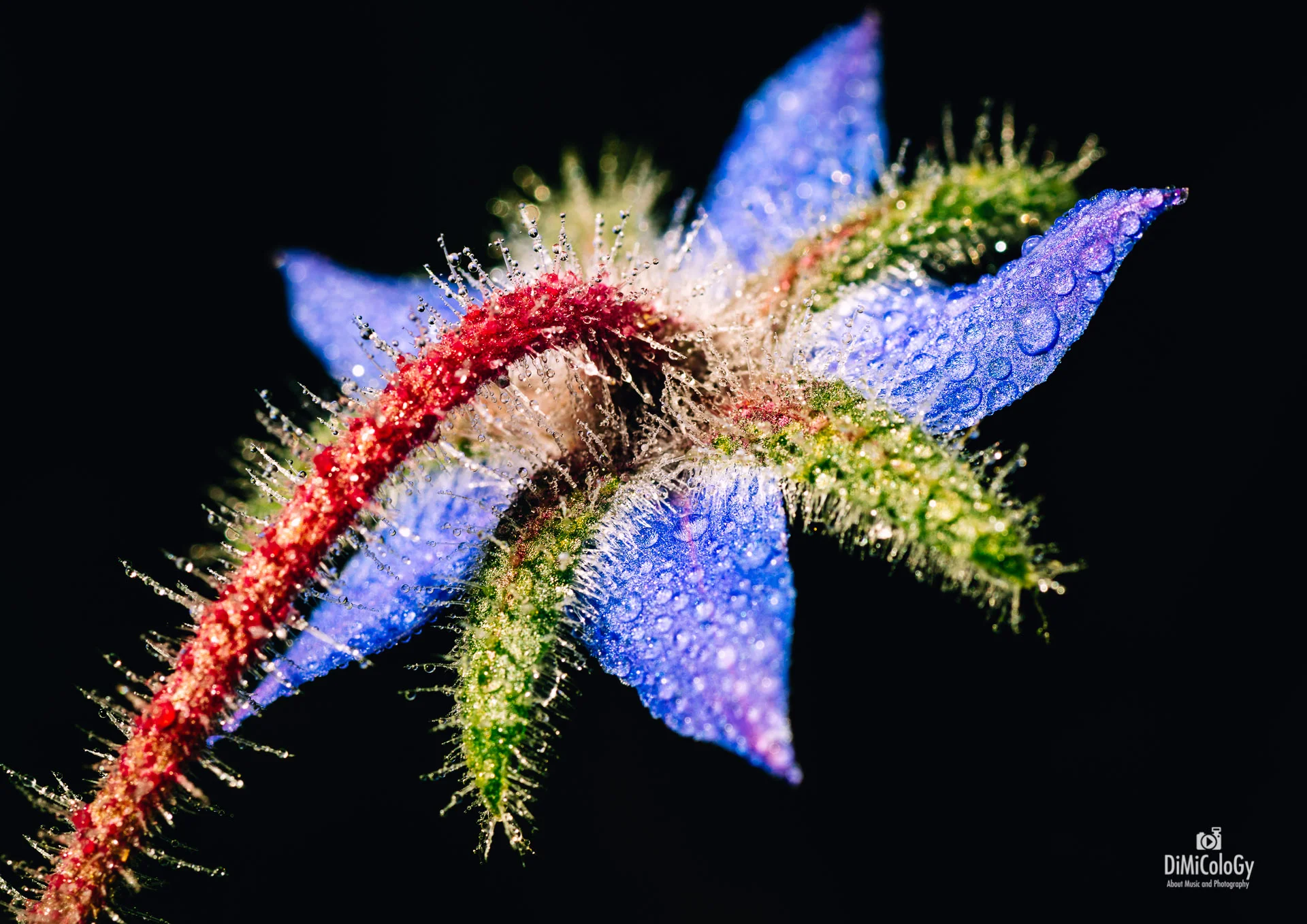 DiMiCoLoGy-Vivid Macro-5012.jpg