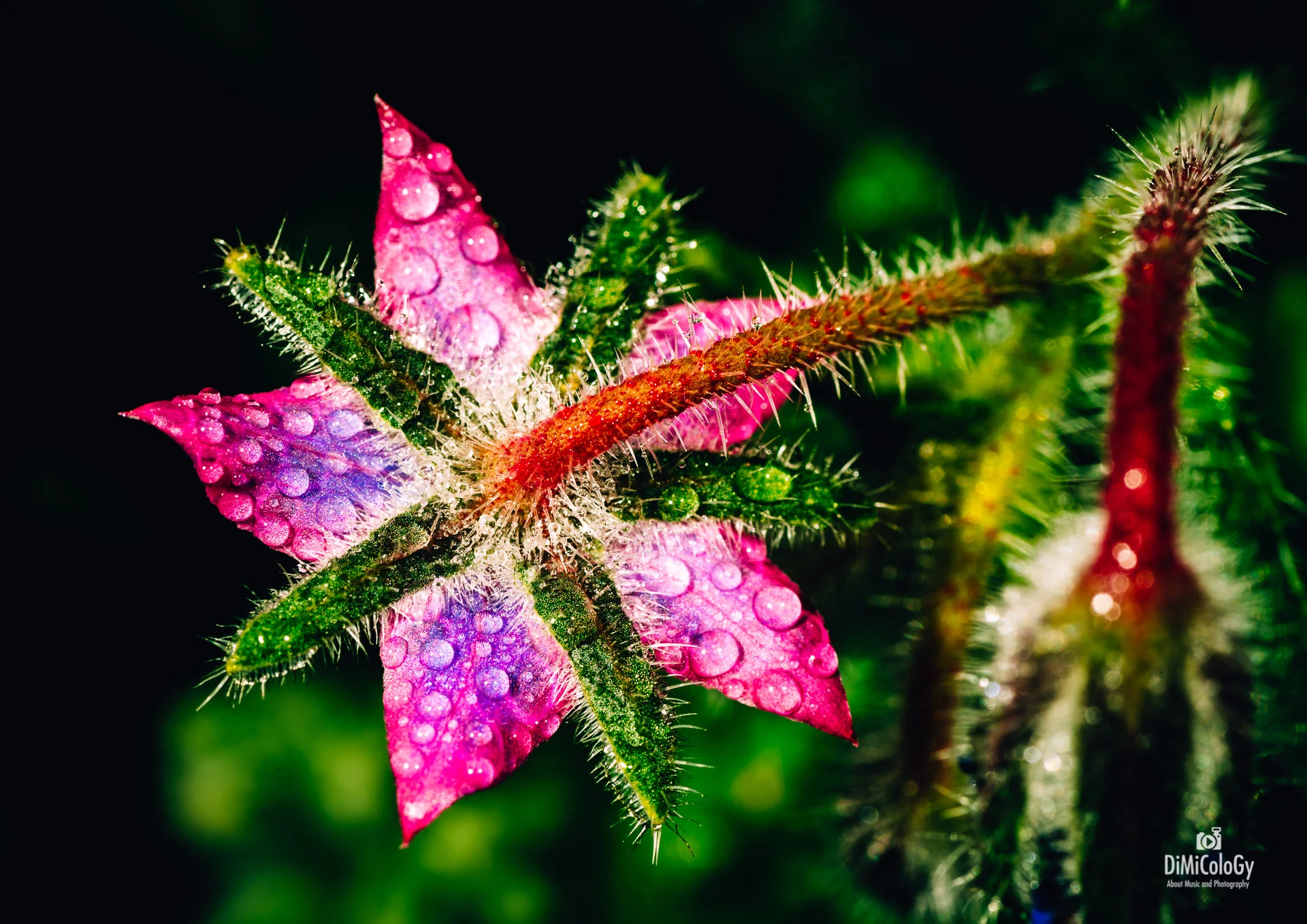 DiMiCoLoGy-Vivid Macro-5057.jpg