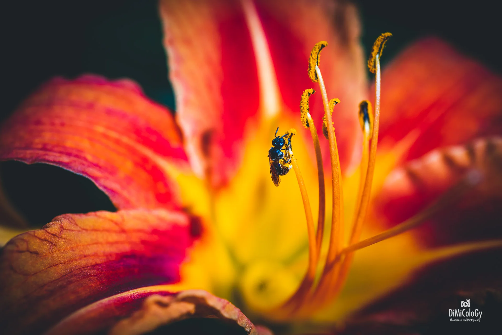 DiMiCoLoGy-Pollenisation en cours-8897.jpg