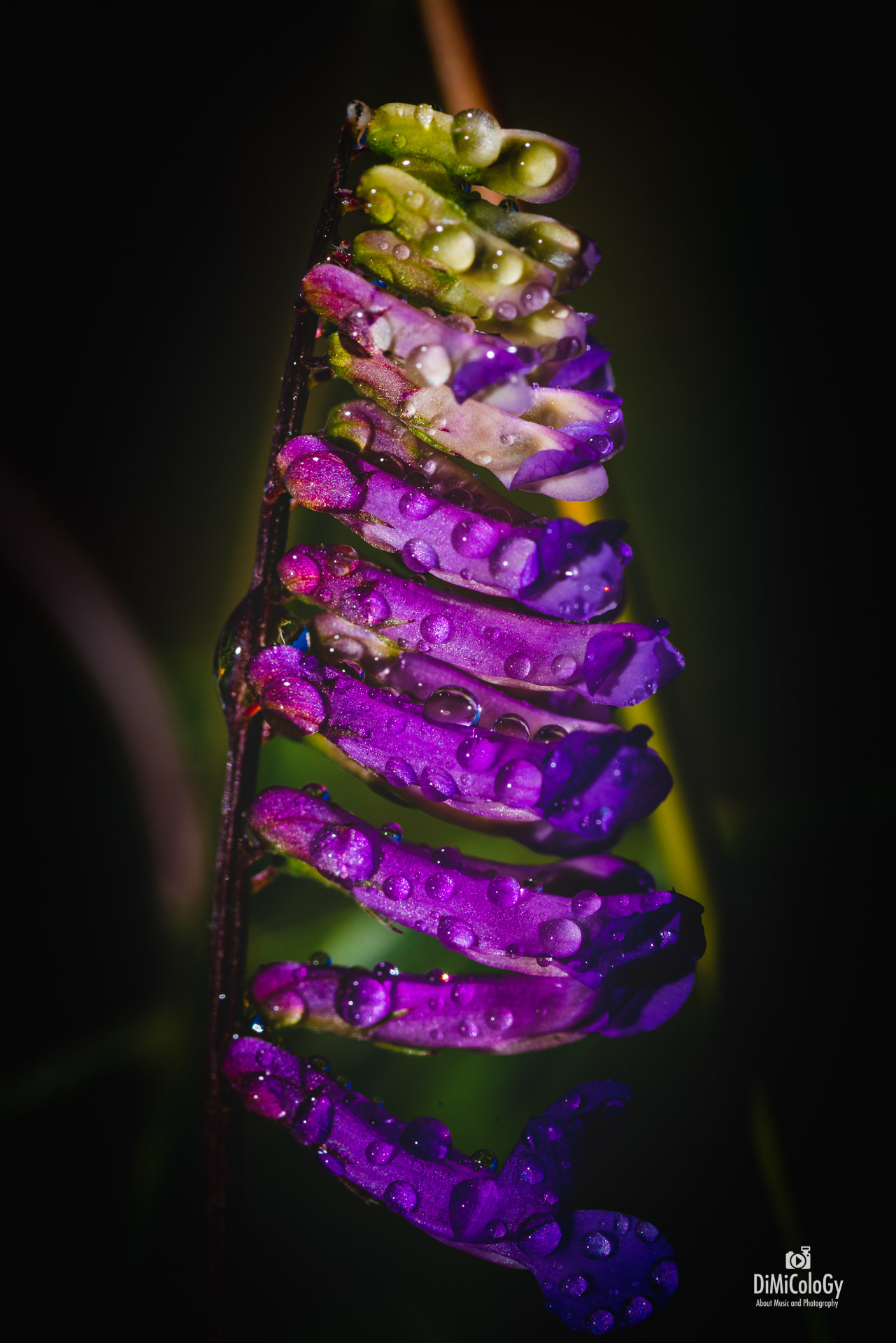 DiMiCoLoGy-Ice Cream-0160.jpg