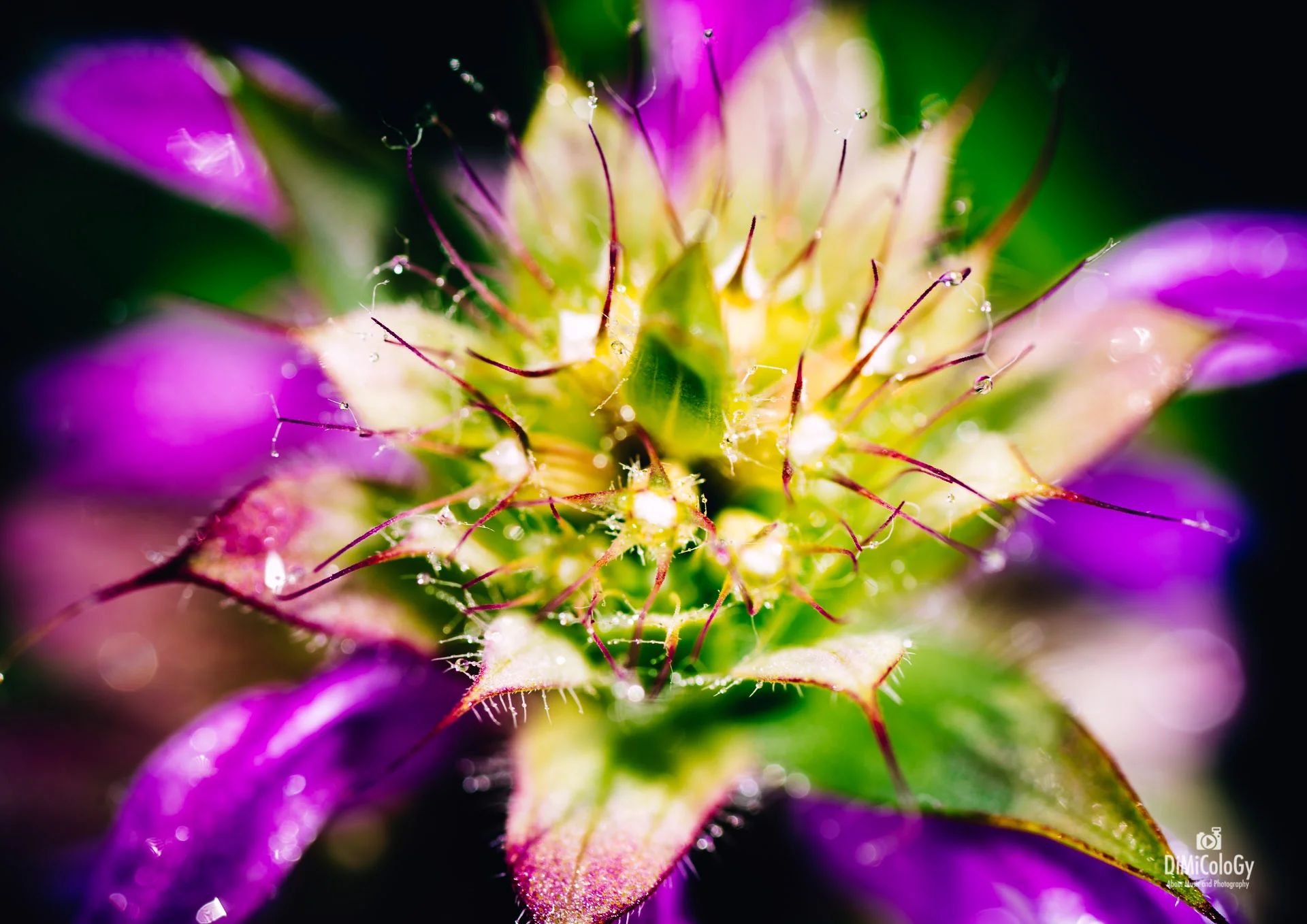 DiMiCoLoGy-Vivid Macro-5157.jpg