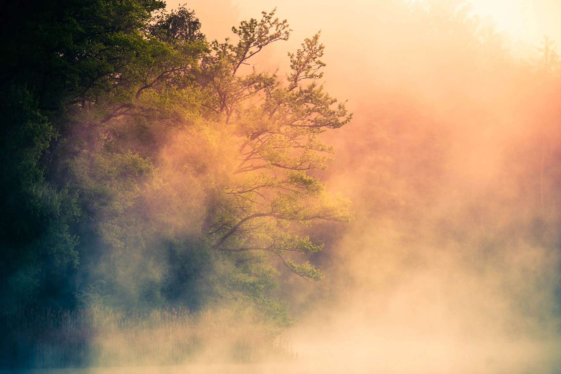 DiMiCoLoGy-Ethereal Jungle-3391.jpg