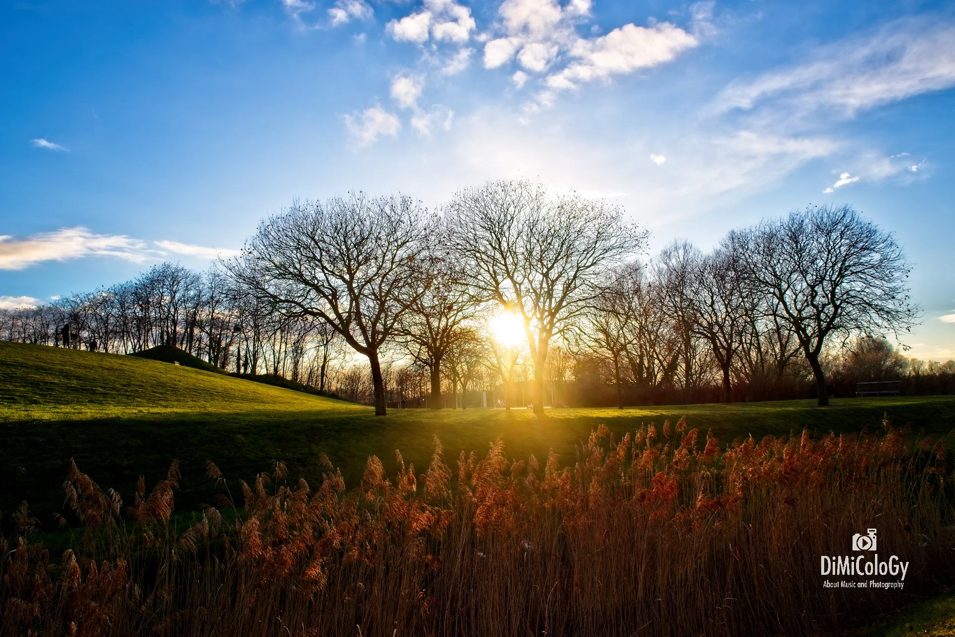 Dimicology-3Trees SunBurst.jpg