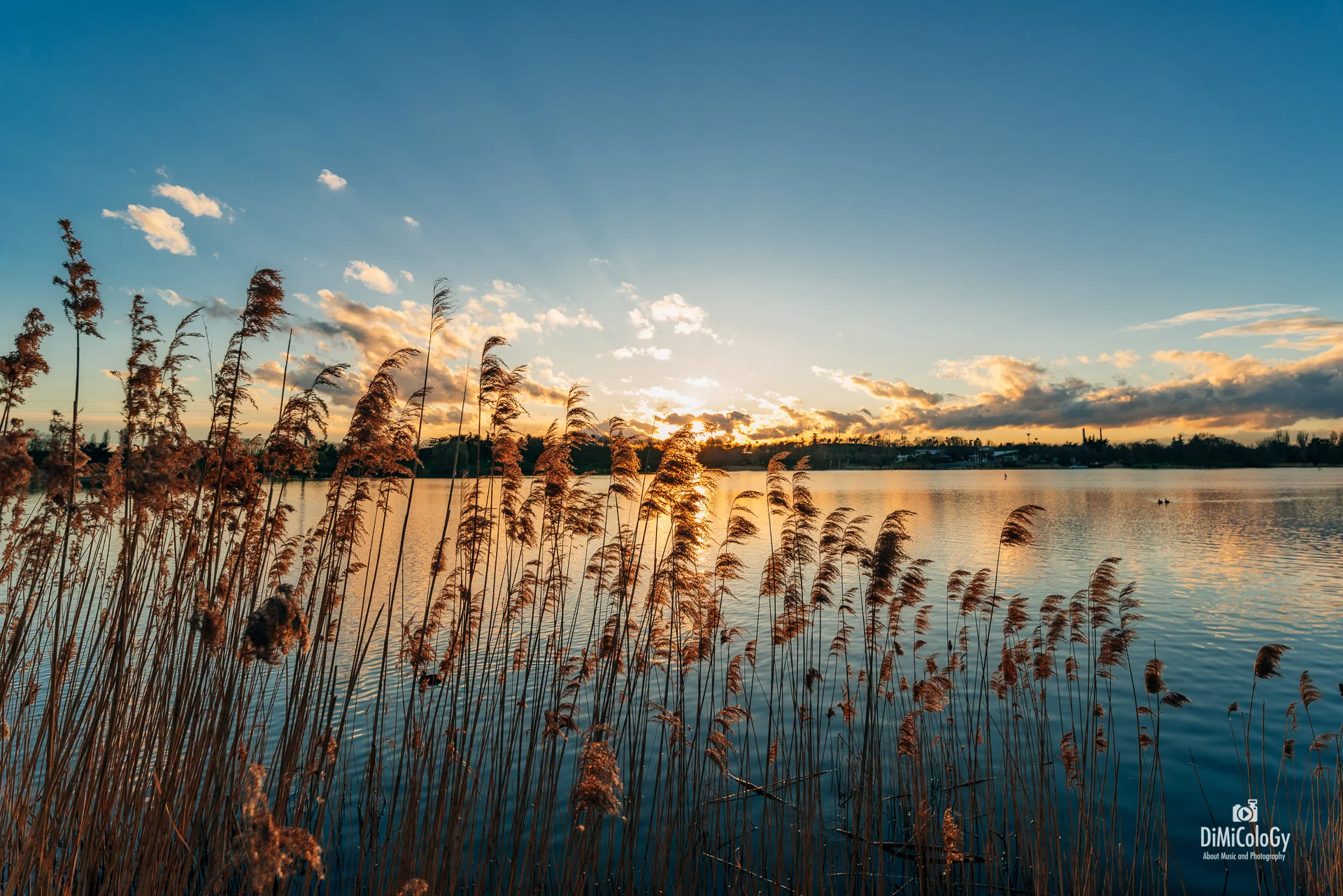 DiMiCoLoGy-By the time-.jpg