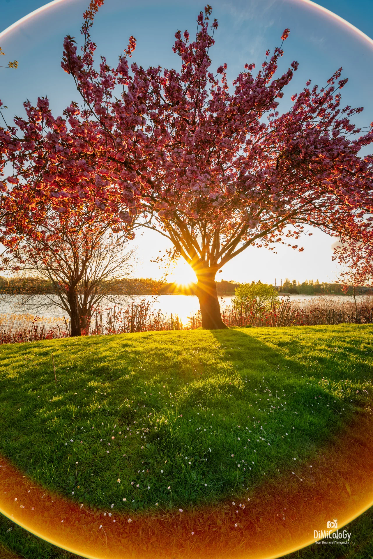 DiMiCoLoGy-Irix Sun Circle-.jpg