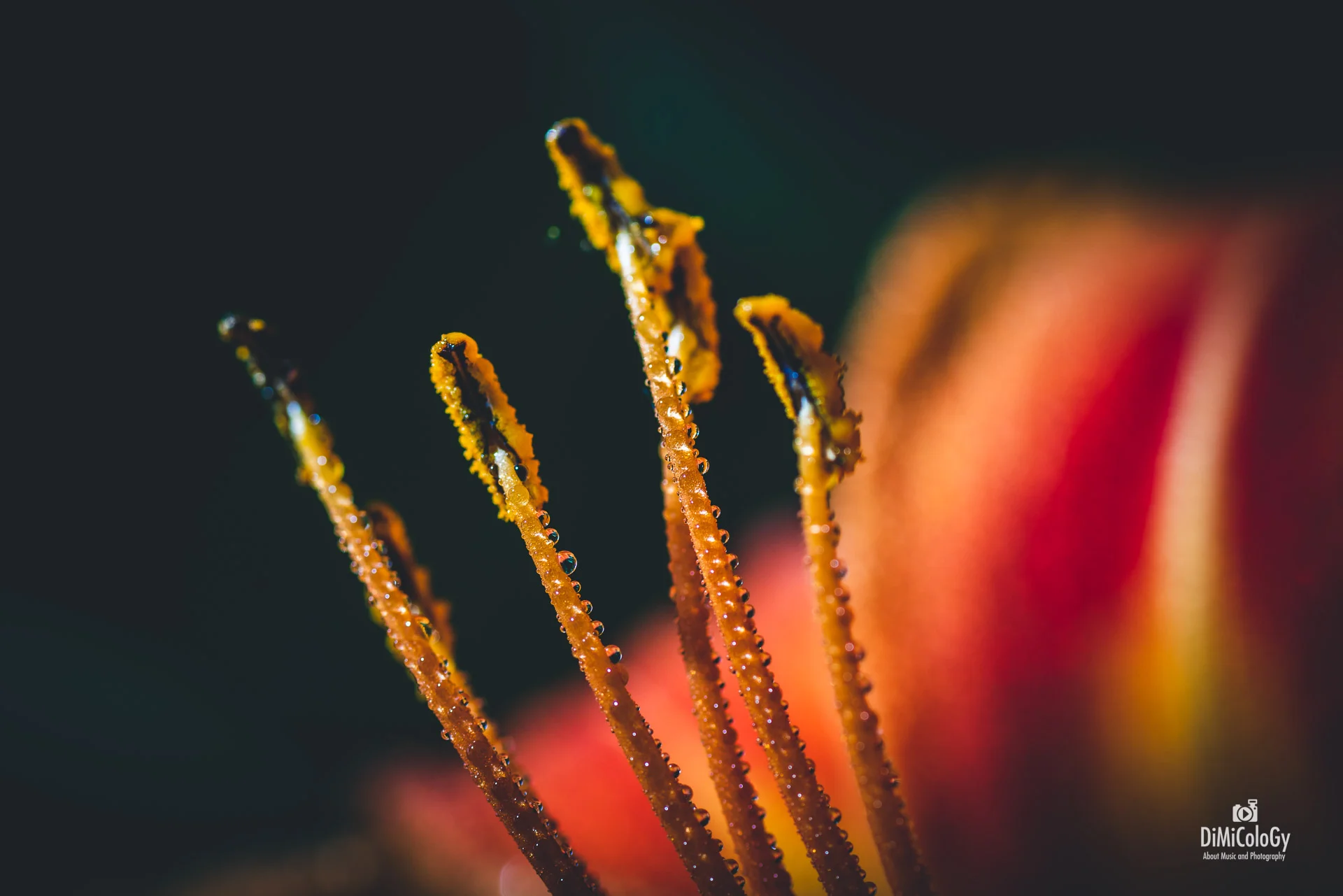 DiMiCoLoGy-Cornes de Pollen-9237.jpg