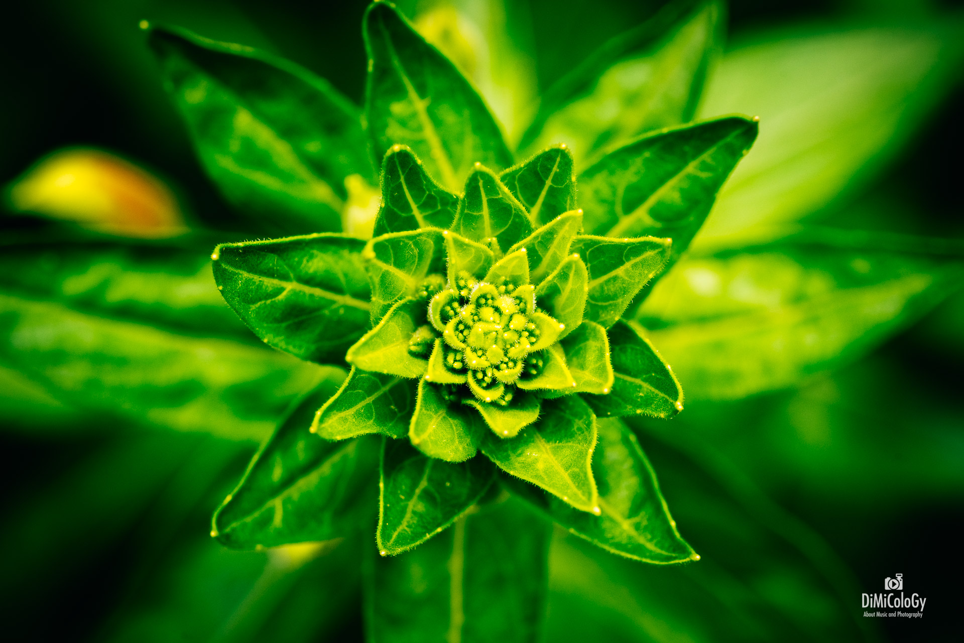 DiMiCoLoGy-Green geometry-6624.jpg