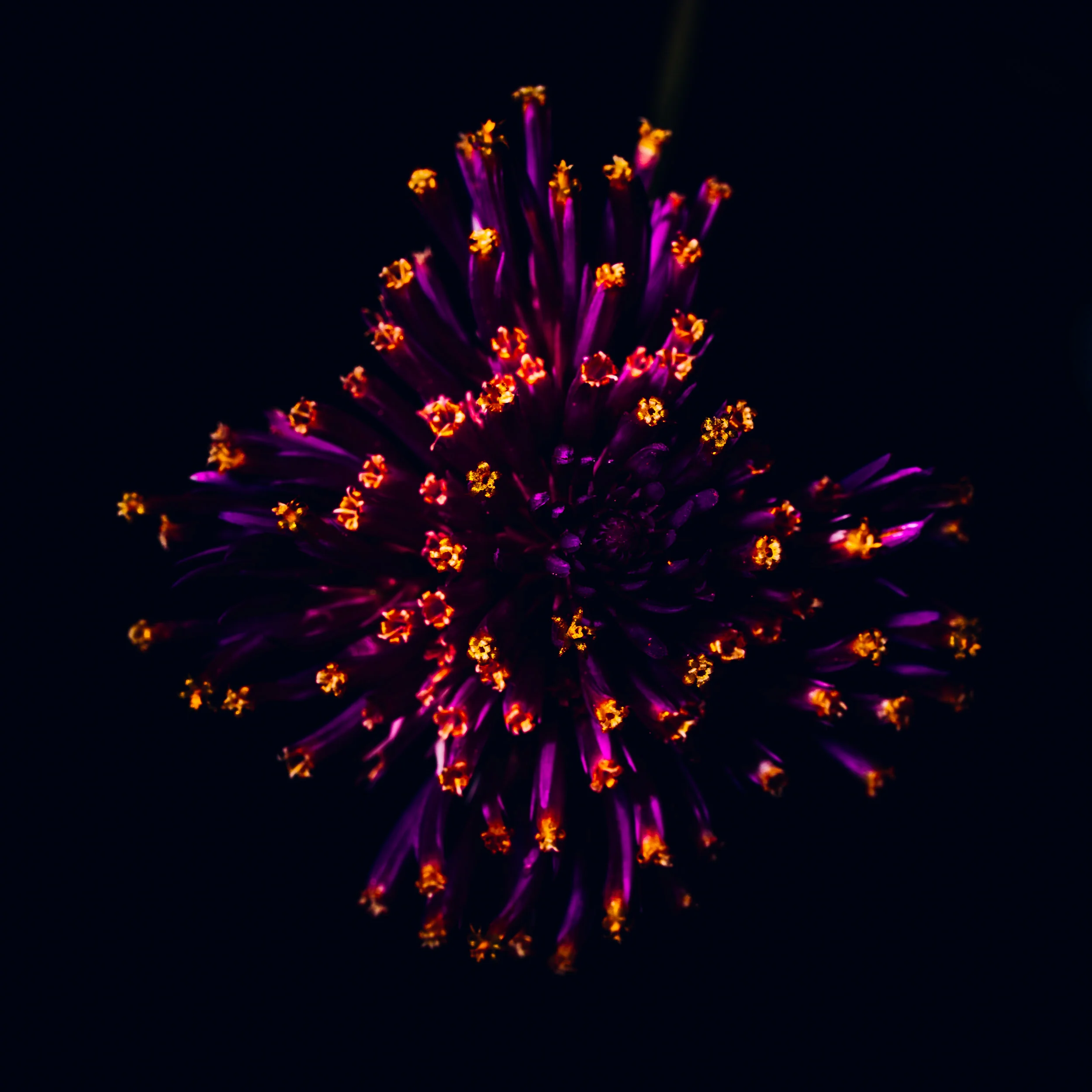 DiMiCoLoGy-Flower Jewelry-4515.jpg