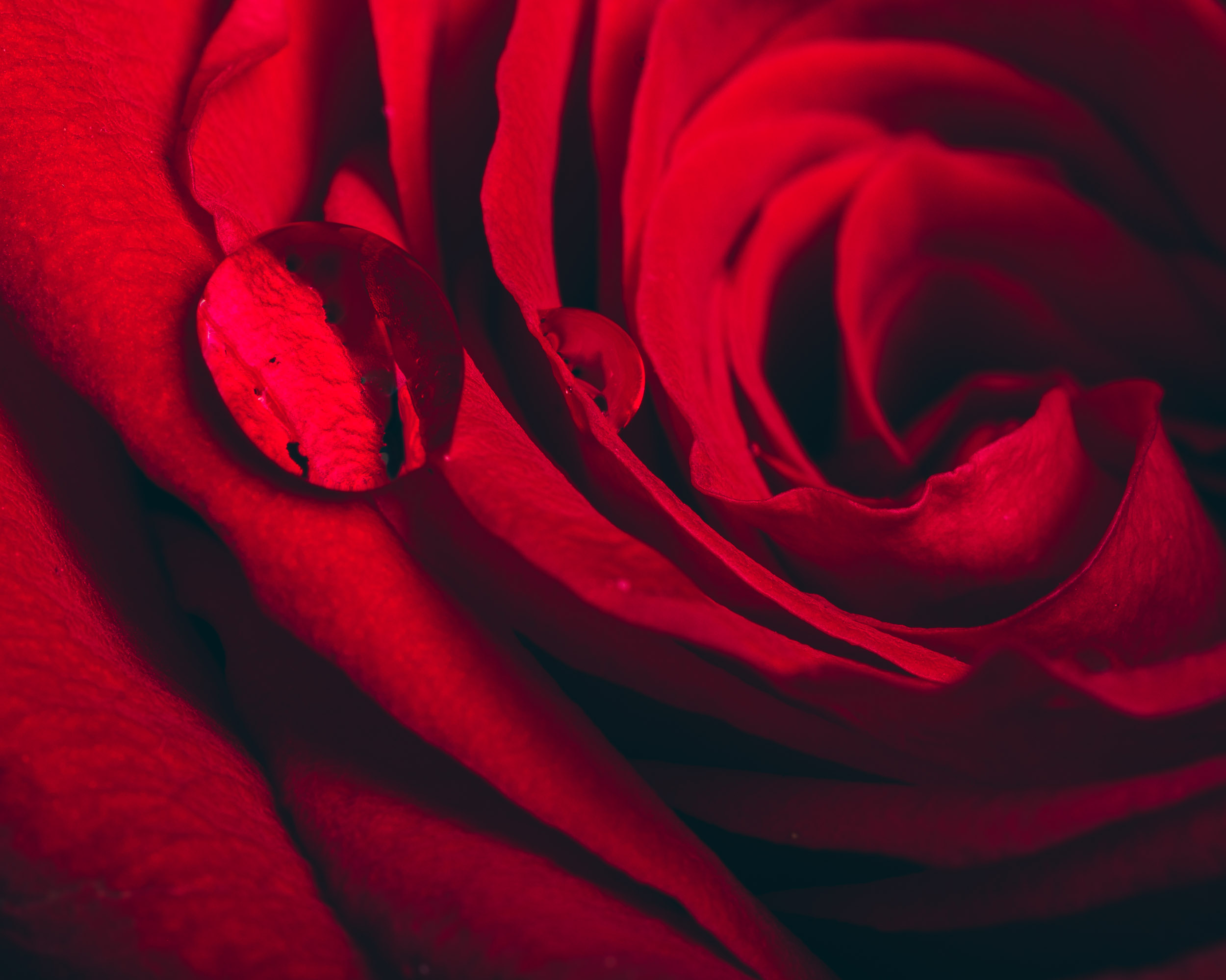 DiMiCoLoGy-Droplets and Rose - Zoomed-9027.jpg