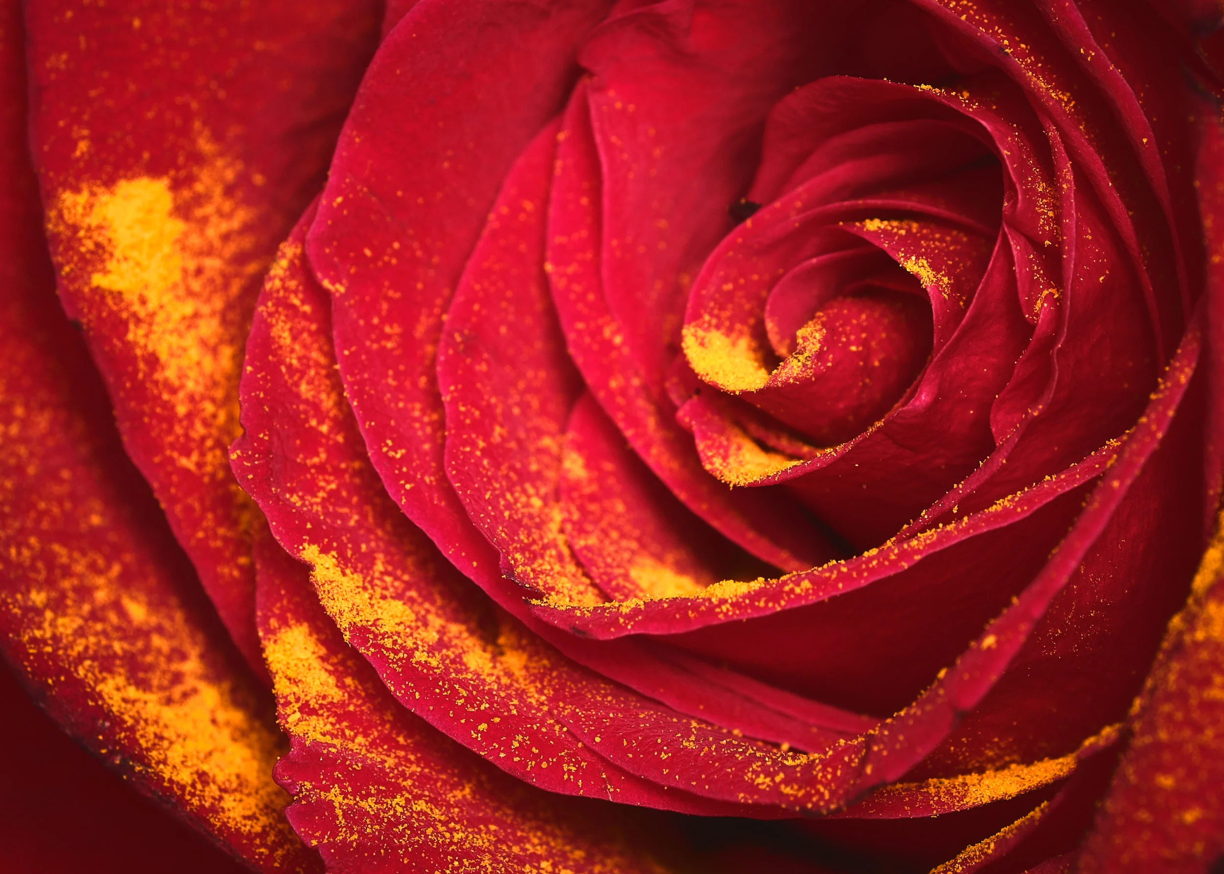 Macro-RoseRed0269.jpg