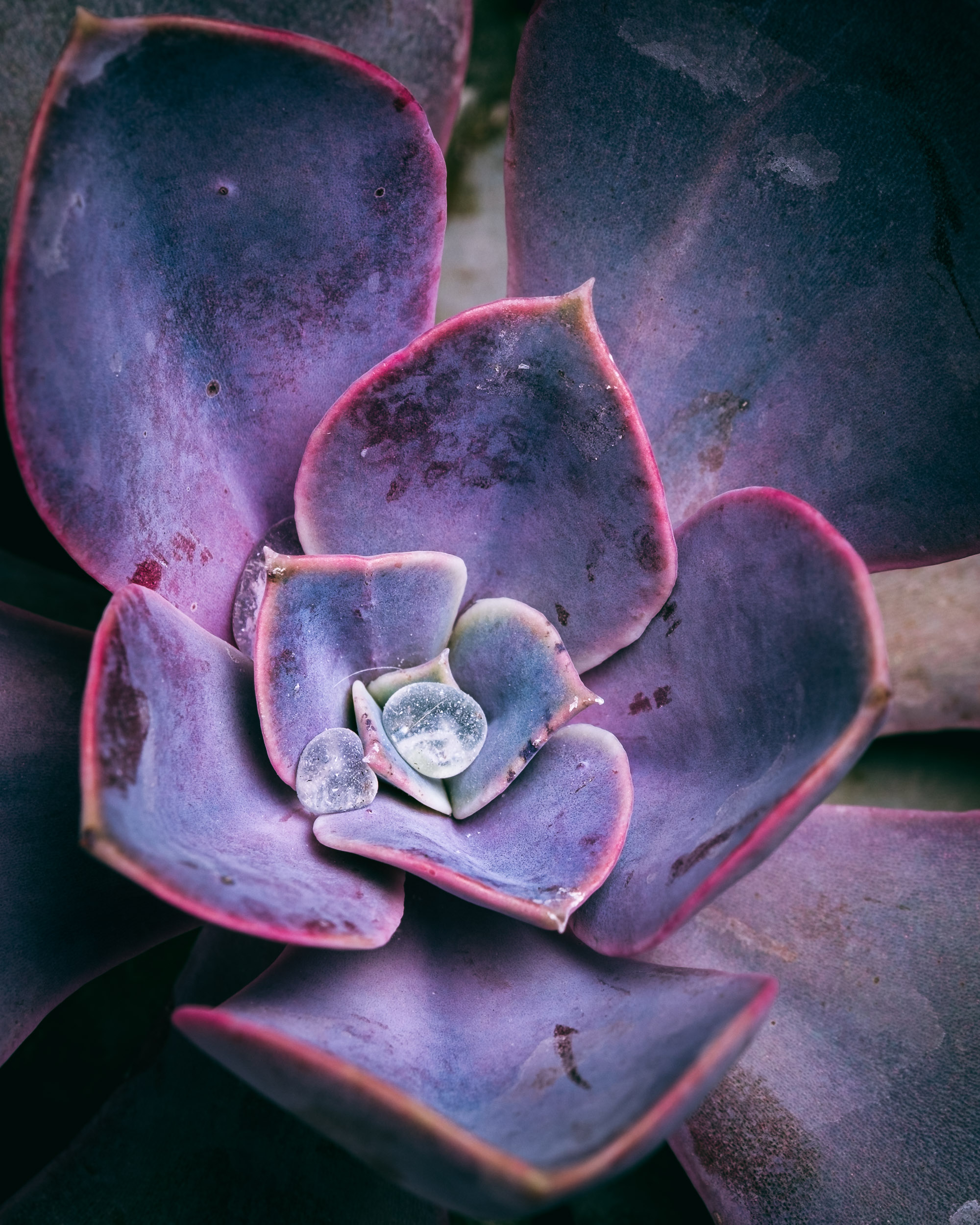 DiMiCoLoGy-Baby Droplet-2237.jpg