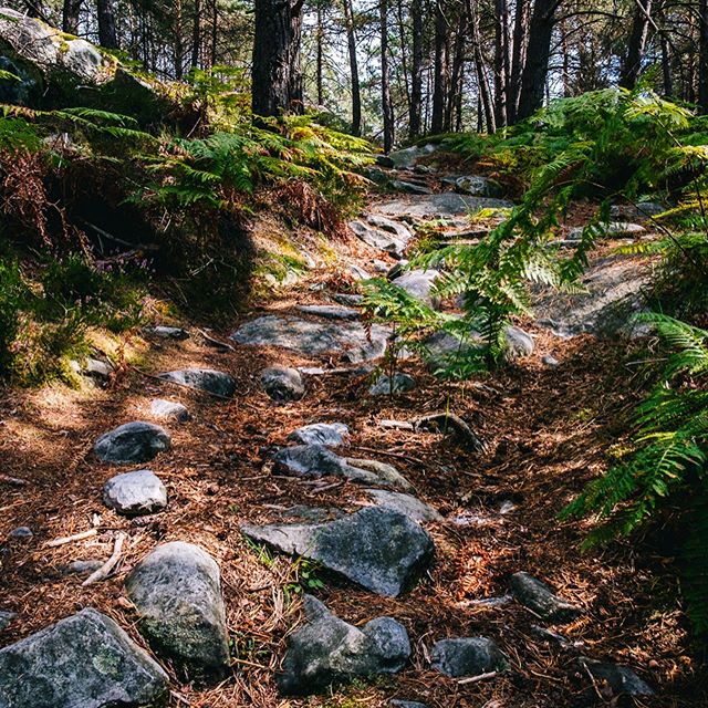 Hiking paths.
Fontainebleau has been my favorite hiking spot recently, amazing forest with lots of diff&eacute;rents landscape and flora.
.
.
.
.
.
#dimicology #randonn&eacute;e #hiking #landscape #oldbuilding #instapic  #on1 #lightroom #fujifilmxt3 