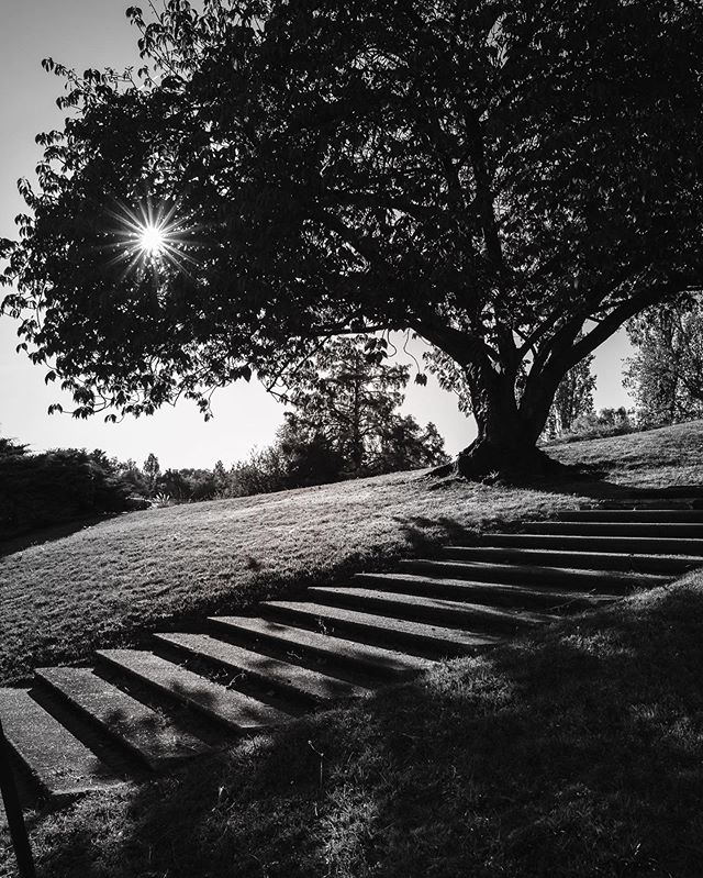 Tree therapy.
Mixed feeling about the stairs but I like the composition.
&bull;
&bull;
&bull;
#dimicology #landscape #mytravelgram #explorer #exploretheglobe #discoverearth #travelworld #globe_travel #igtravel #earthofficial #landscape_captures #land