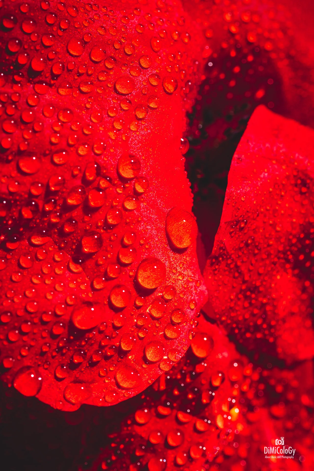 Red Droplets