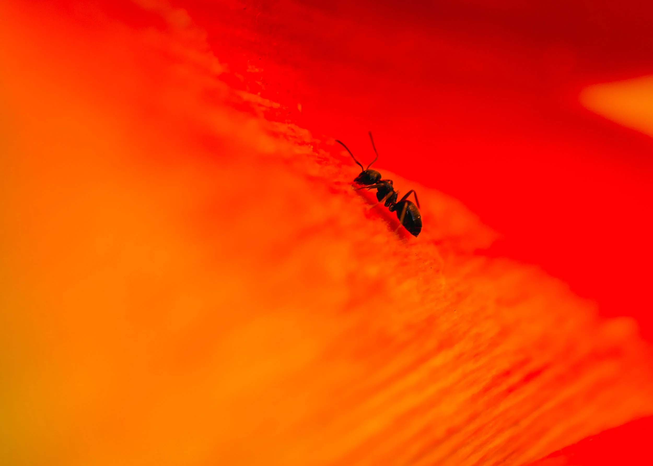DiMiCoLoGy-Ant Fantastic-8732.jpg