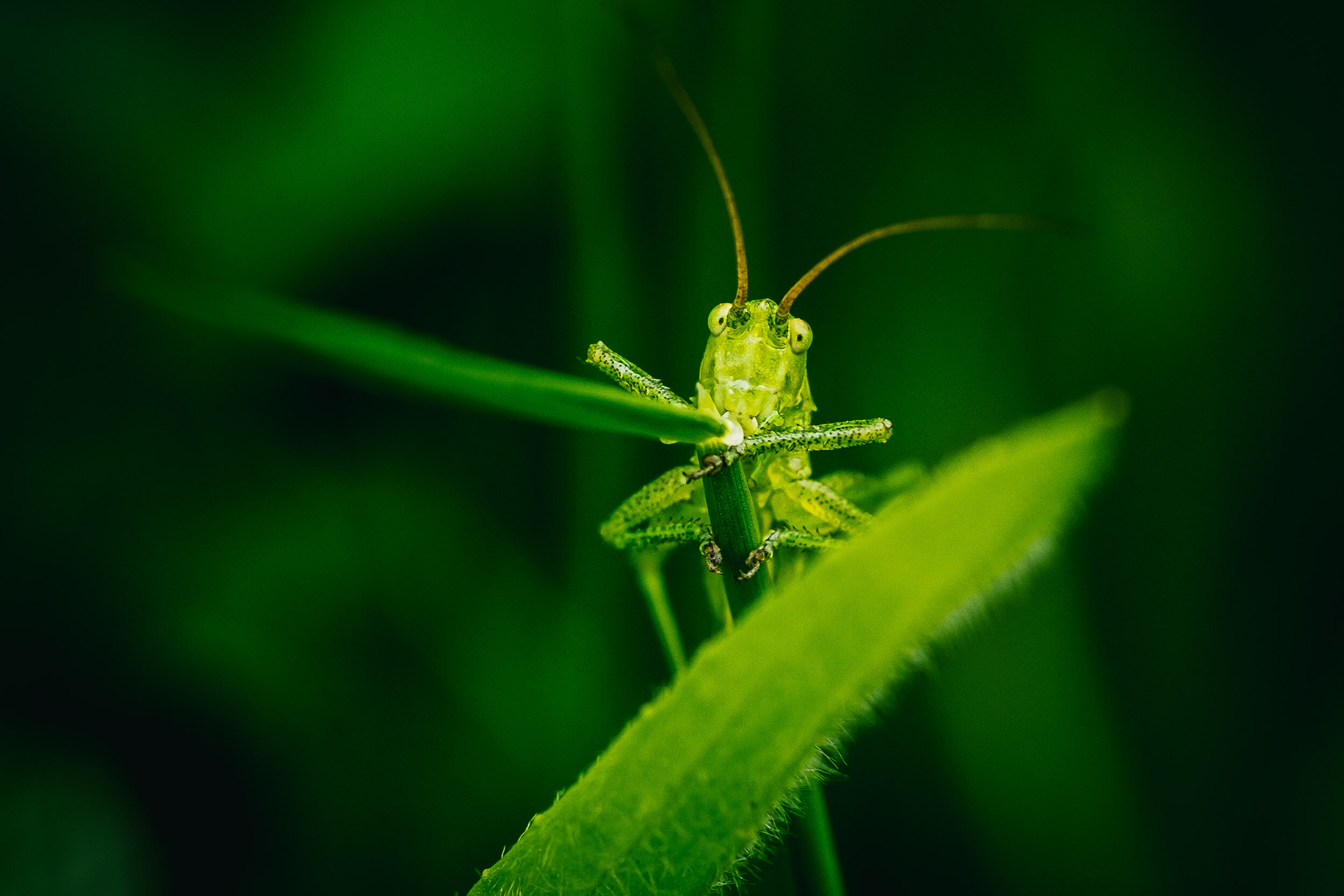 DiMiCoLoGy-Cricket dans les verts-5156-2.jpg