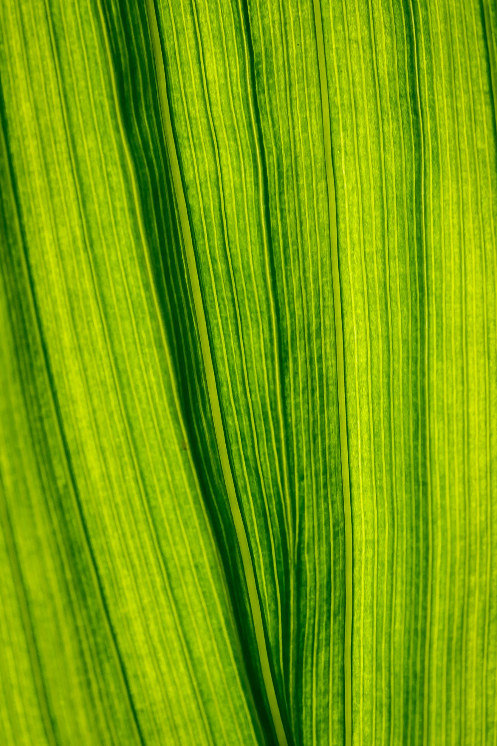 DiMiCoLoGy-Flowers macro-8890.jpg