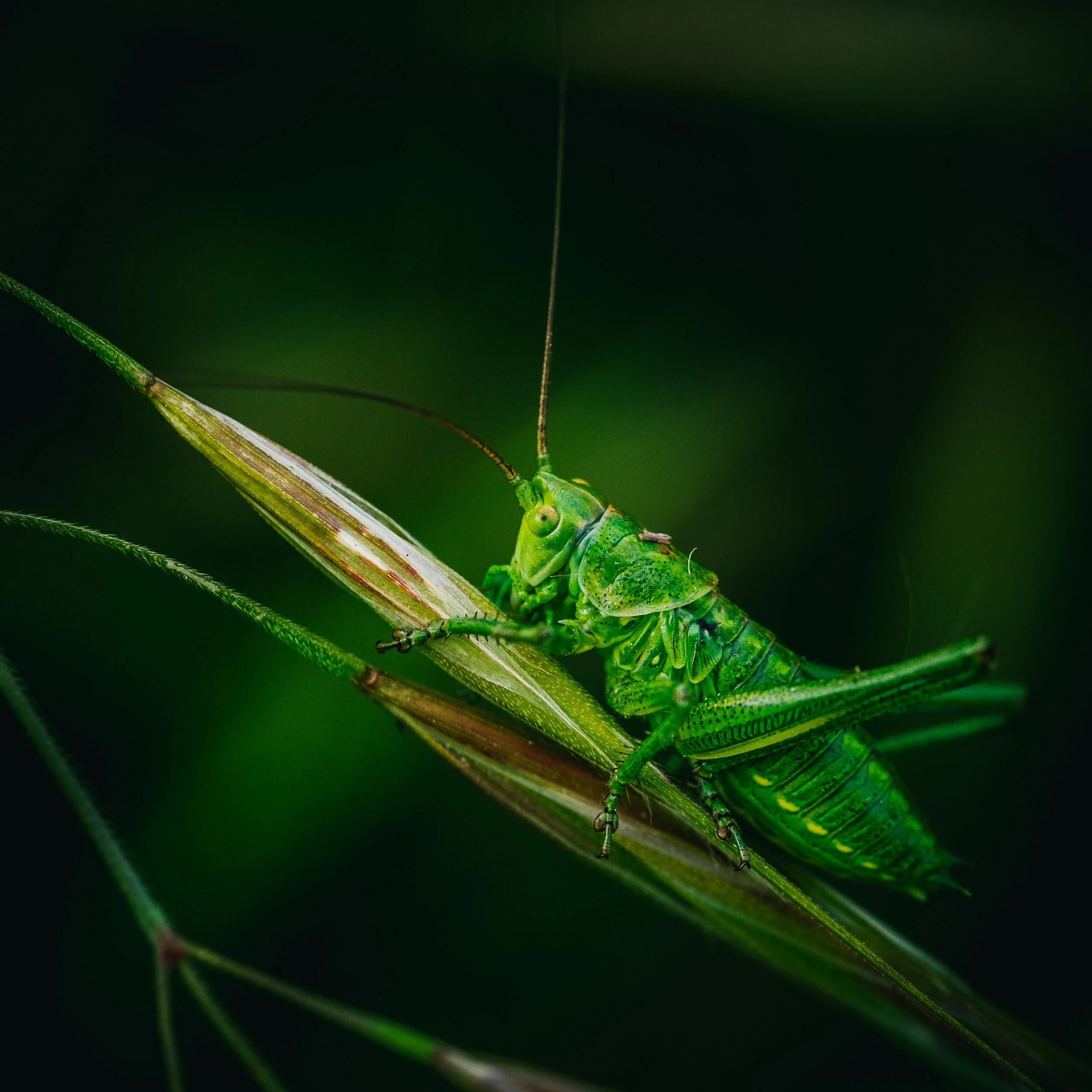 DiMiCoLoGy-Grasshopper Look-5716.jpg