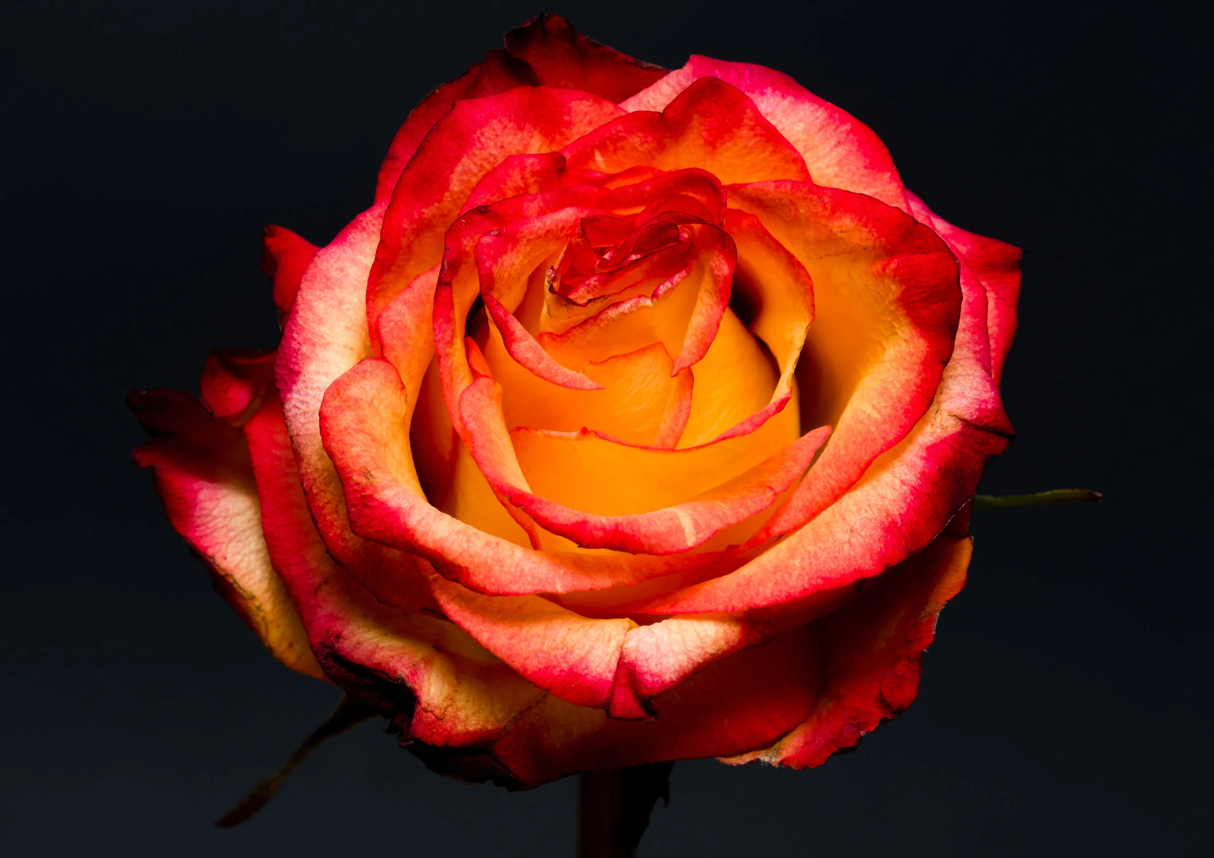 DiMiCoLoGy-Julia's Rose-9373.jpg
