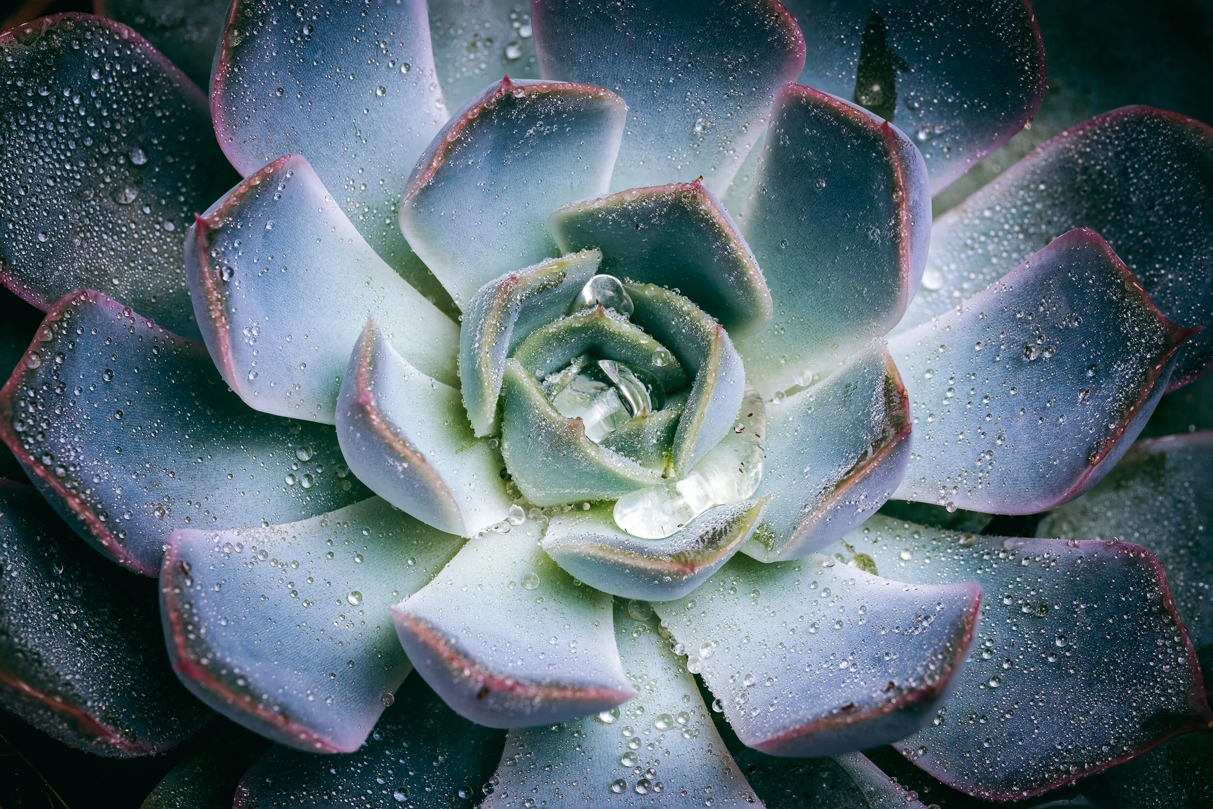 DiMiCoLoGy-Perles Grasses-.jpg