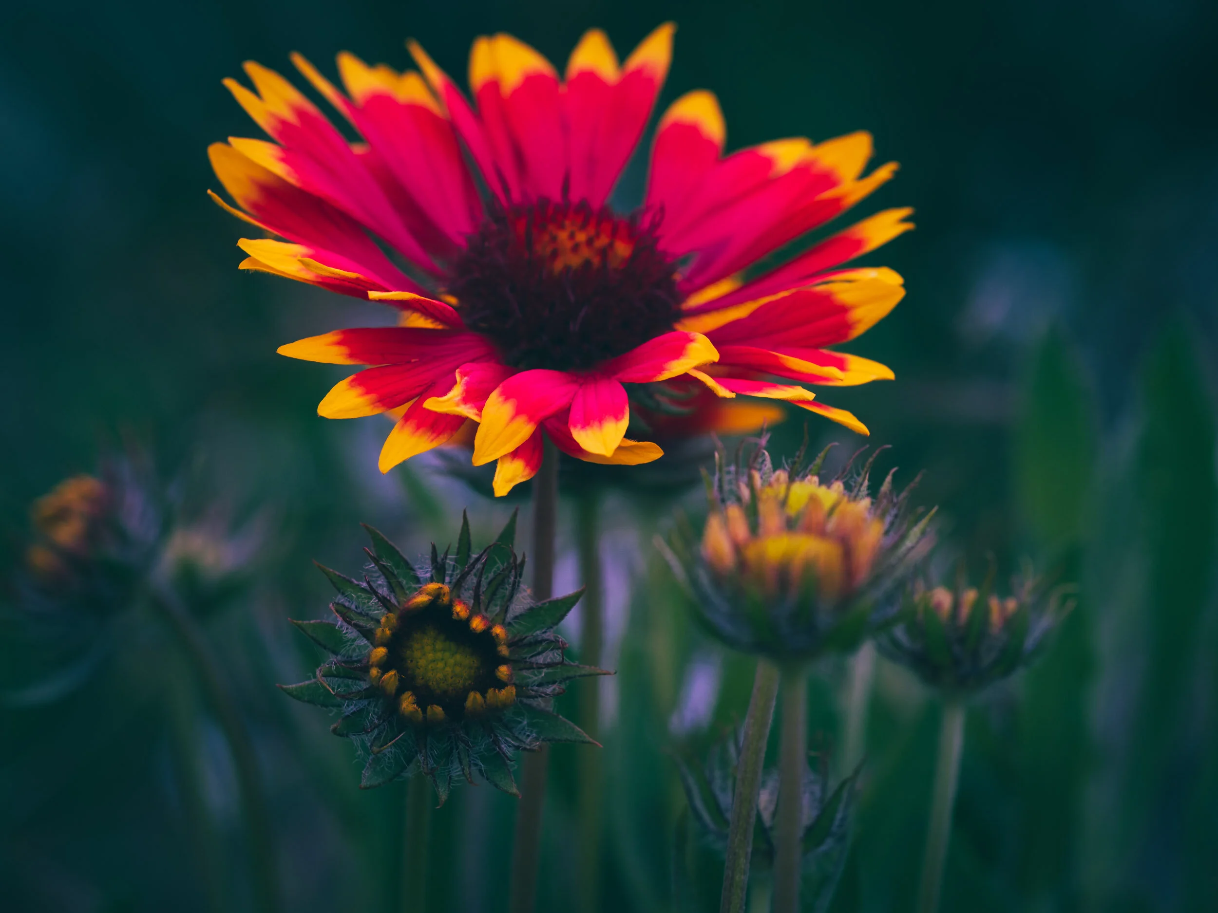 DiMiCoLoGy-Light and flowers-7846.jpg