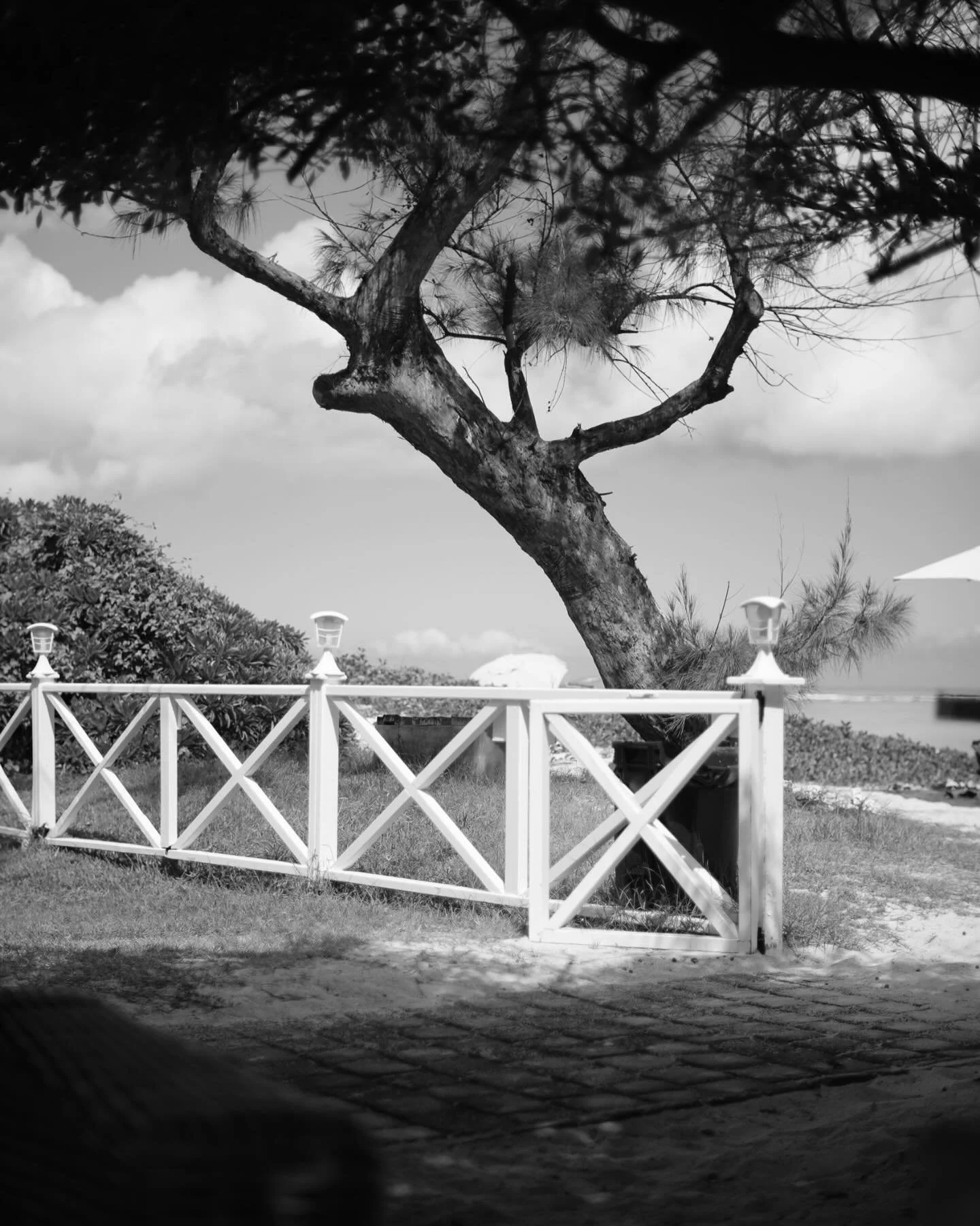 La R&eacute;union 
Under the tree there is no internet. 
#bnw #tree #lar&eacute;union #stevecolemanandfiveelements