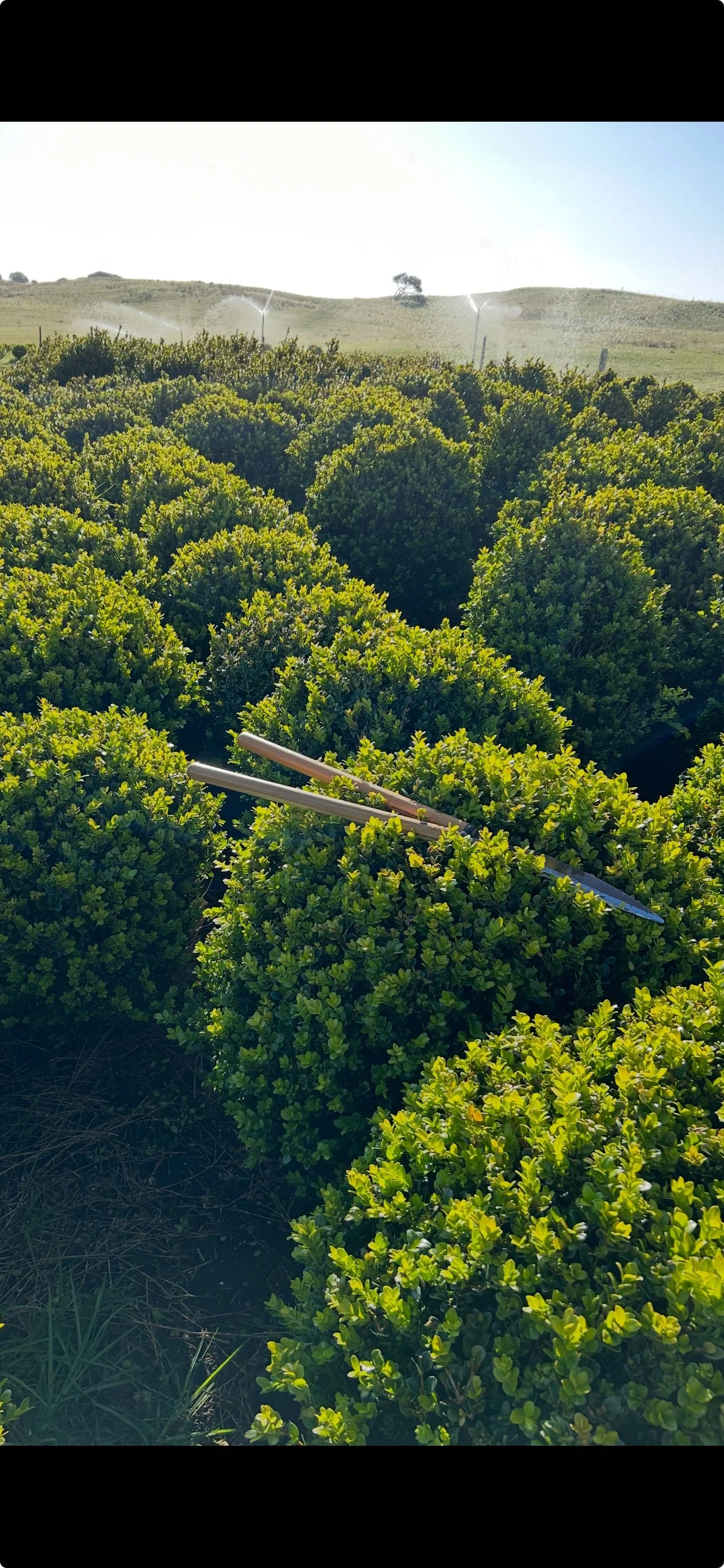 XL Buxus Ball - 60 CM