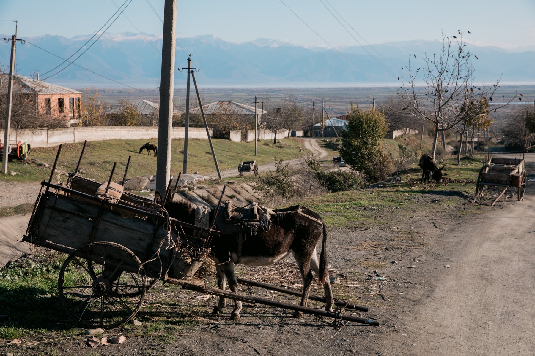  Two donkeys and a horse wait for their owners to return from Bodbiskhevi market. 