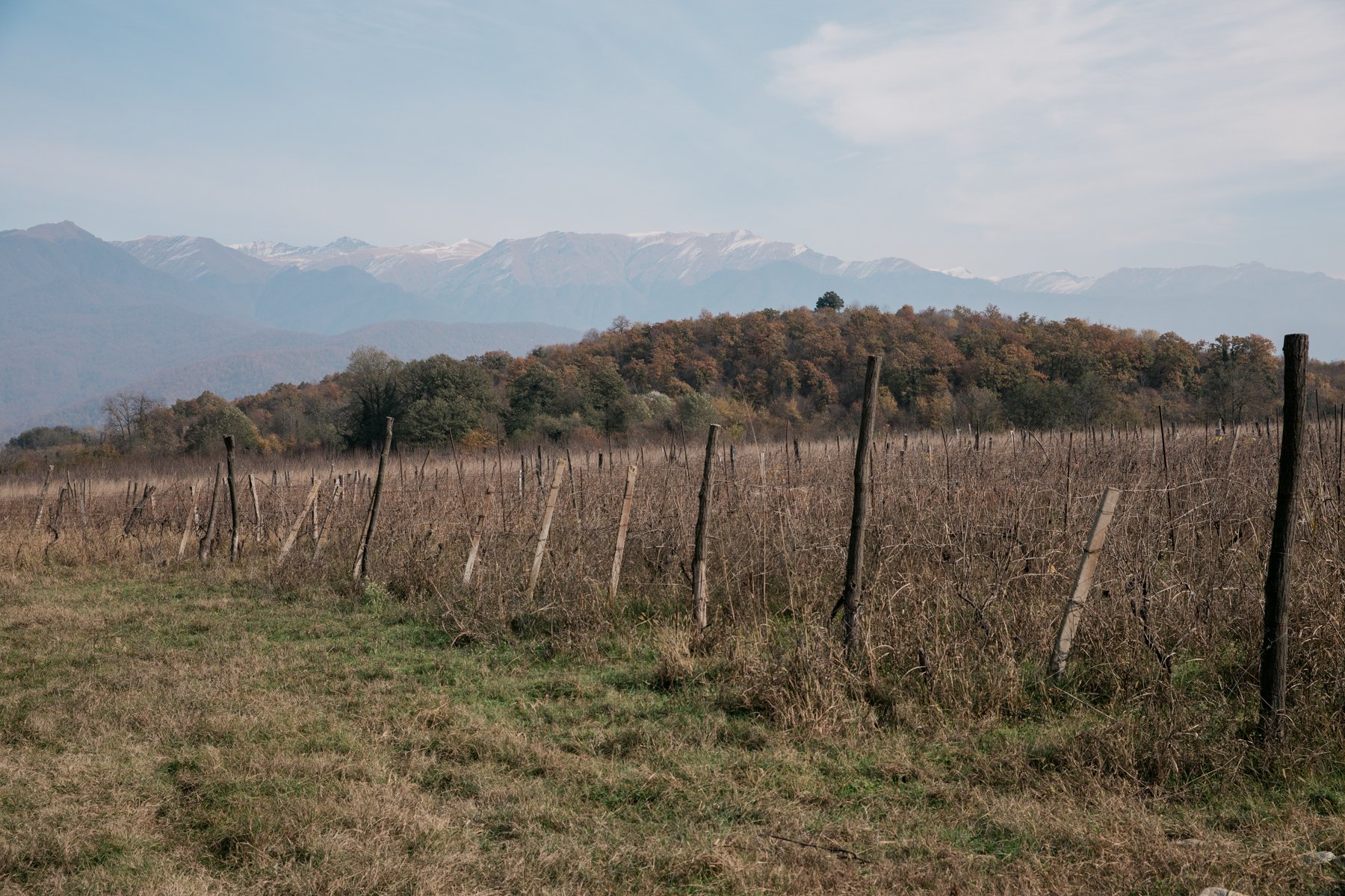  A vineyard near Gelati. The earliest known evidence of winemaking was found in the Alazani Valley and it has long been the region's main industry. 