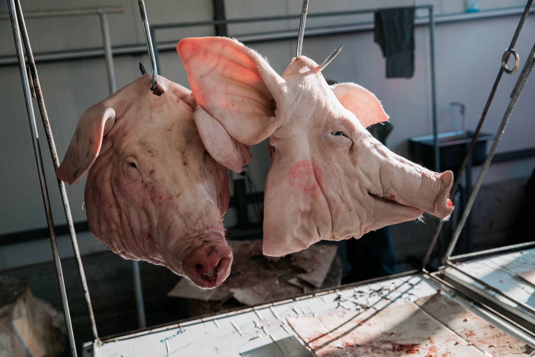  A pair of pig heads for sale at Bodbiskhevi market. 