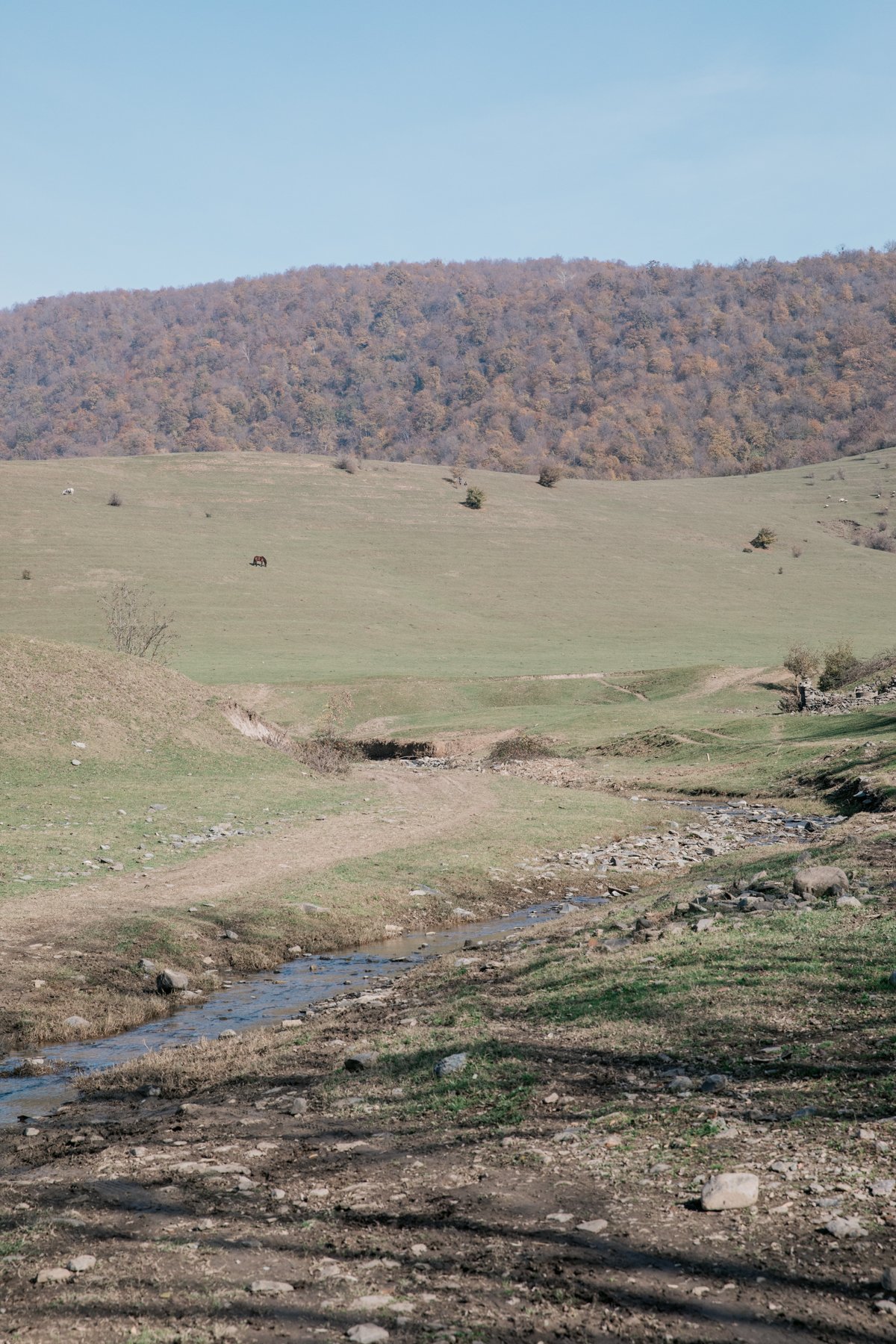  Horses and sheep grazing on the hillside near Kveda Pona. 
