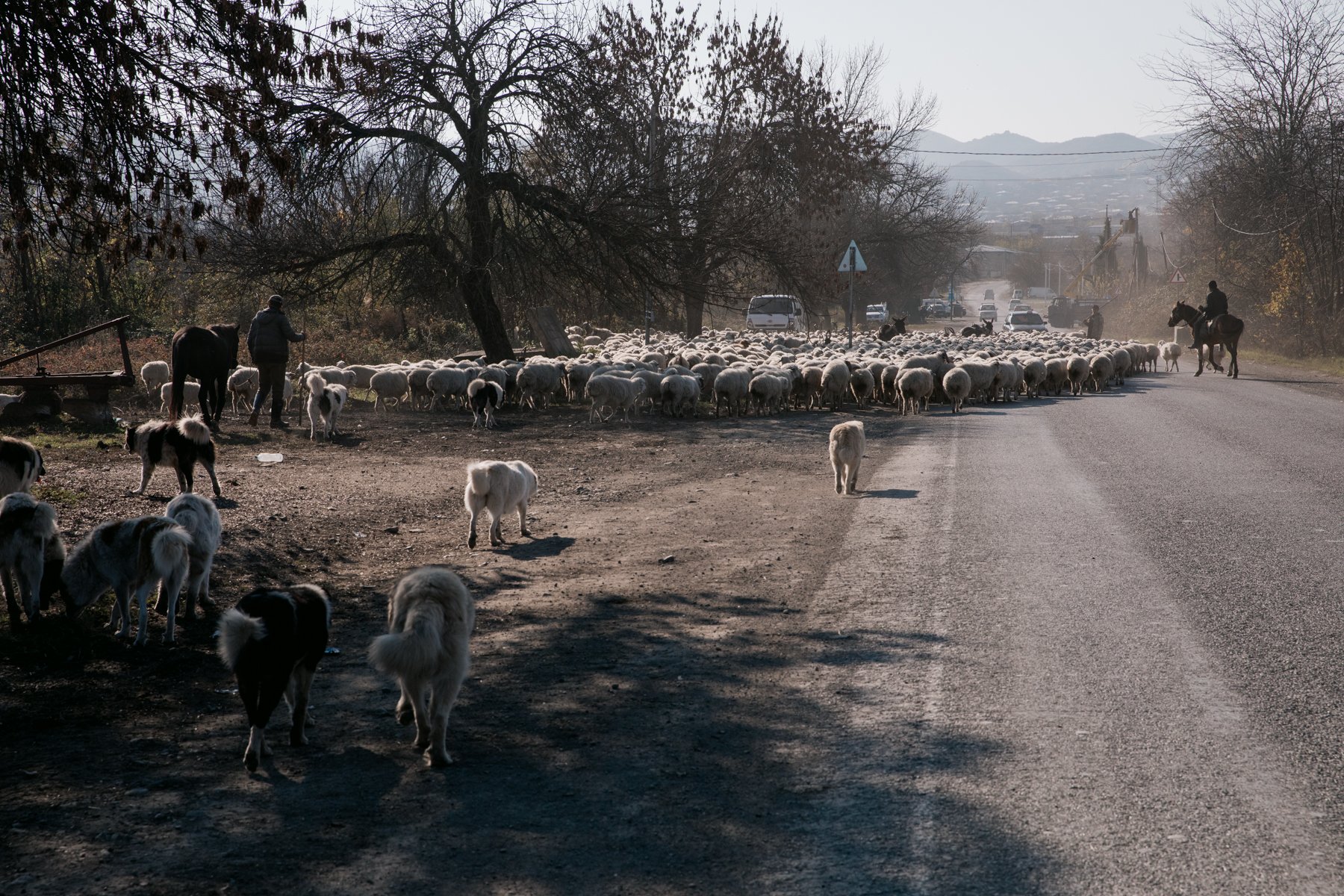  Sheep being herded along the S5 near Tsnori. 