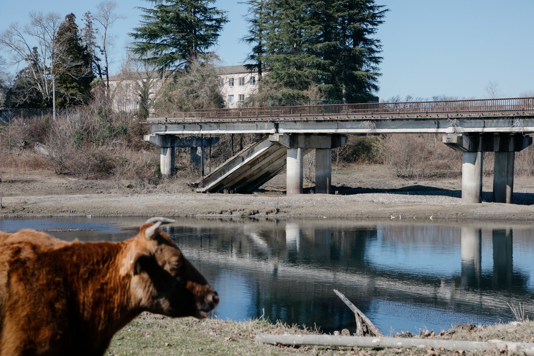  A cow stands near the bridge which formerly provided a crossing point between Orsantia on Georgian-controlled territory and Otobaia in Abkhazia. The crossing was closed by the Russian military in 2016. 