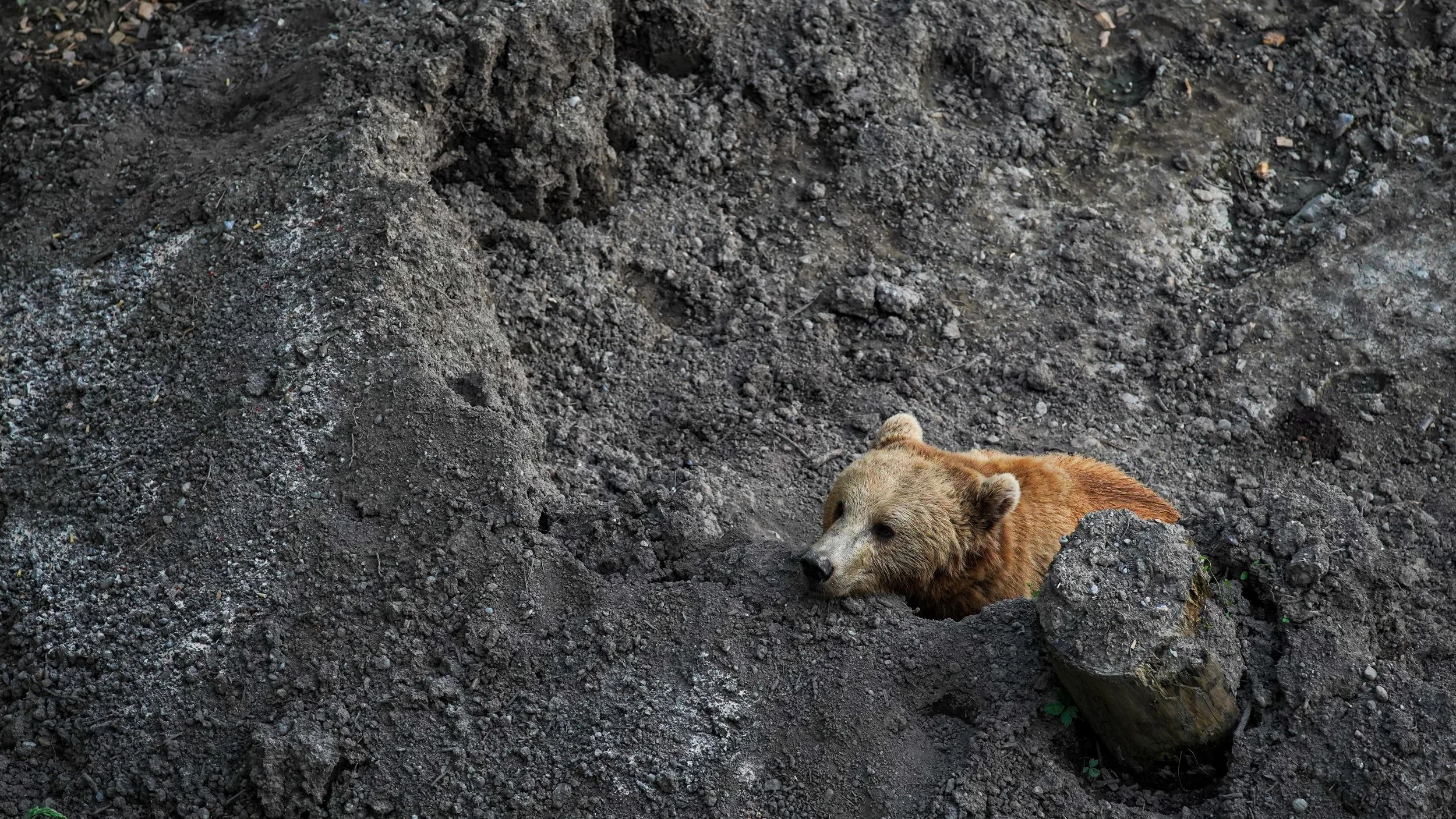 Bear 3.jpg