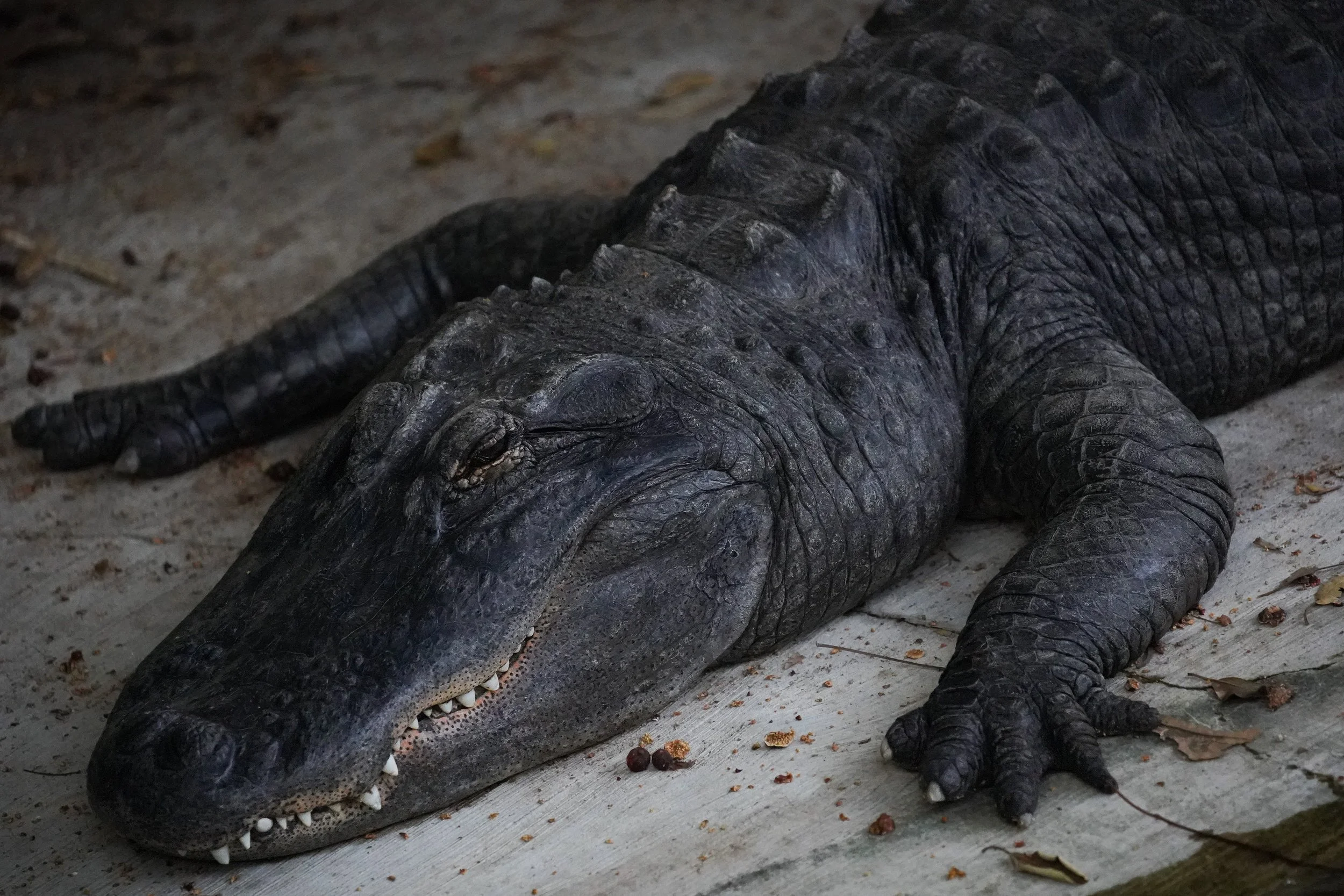 Alligator.jpg