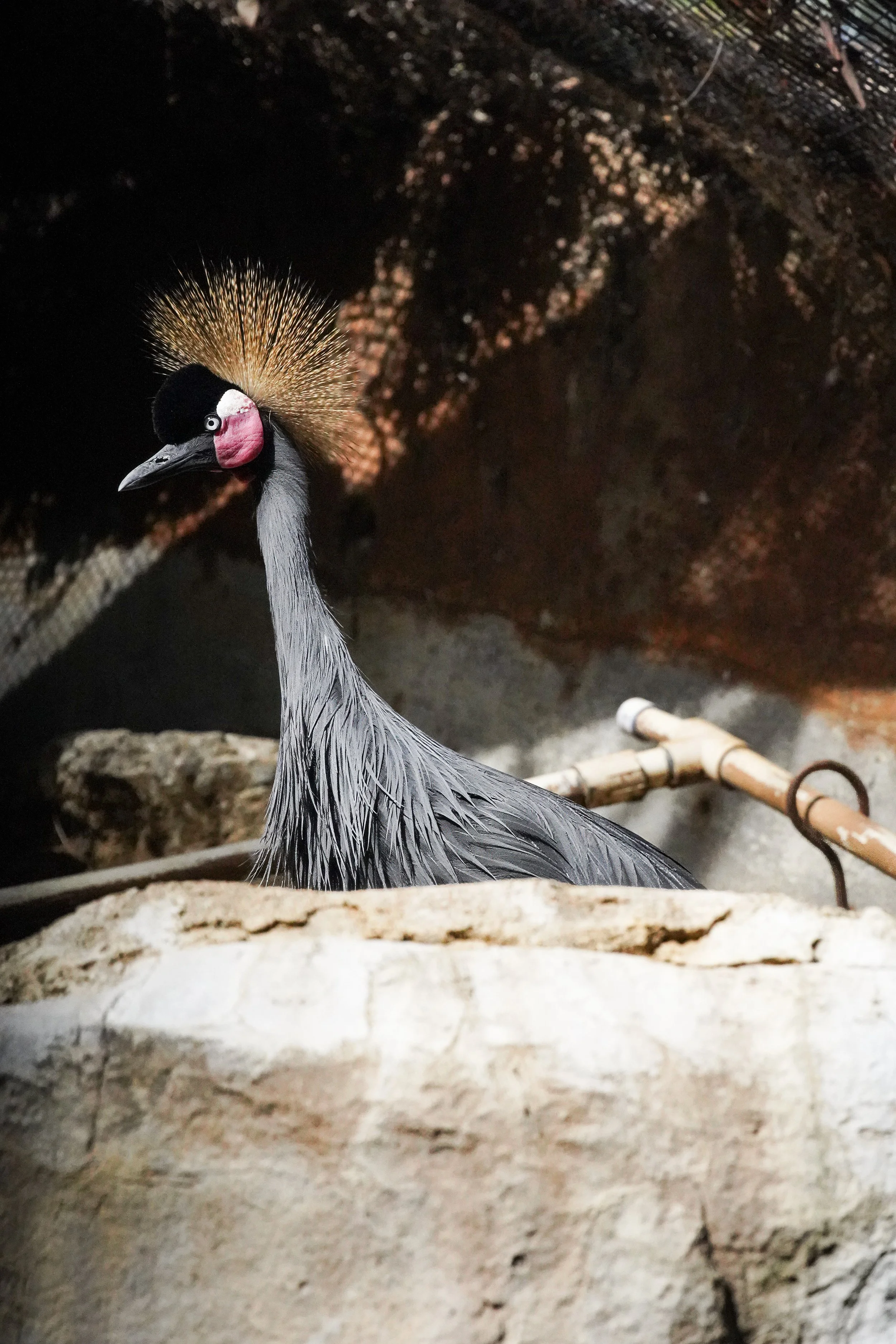 Bird.jpg