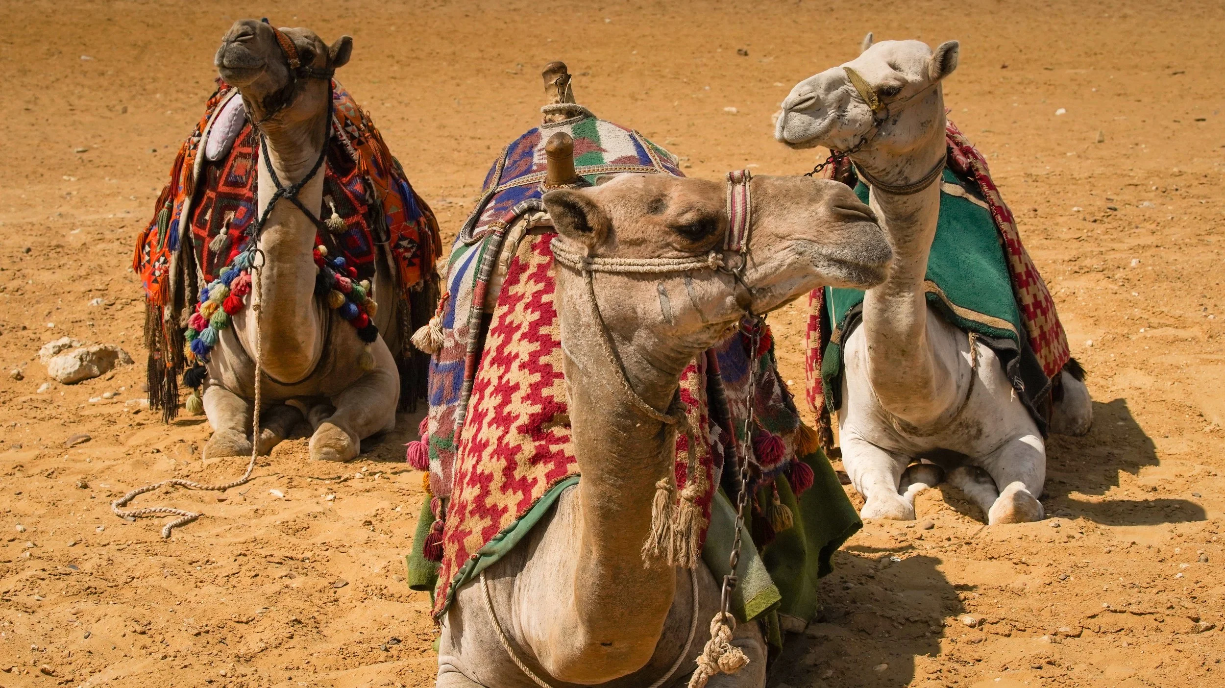 Camels.jpg