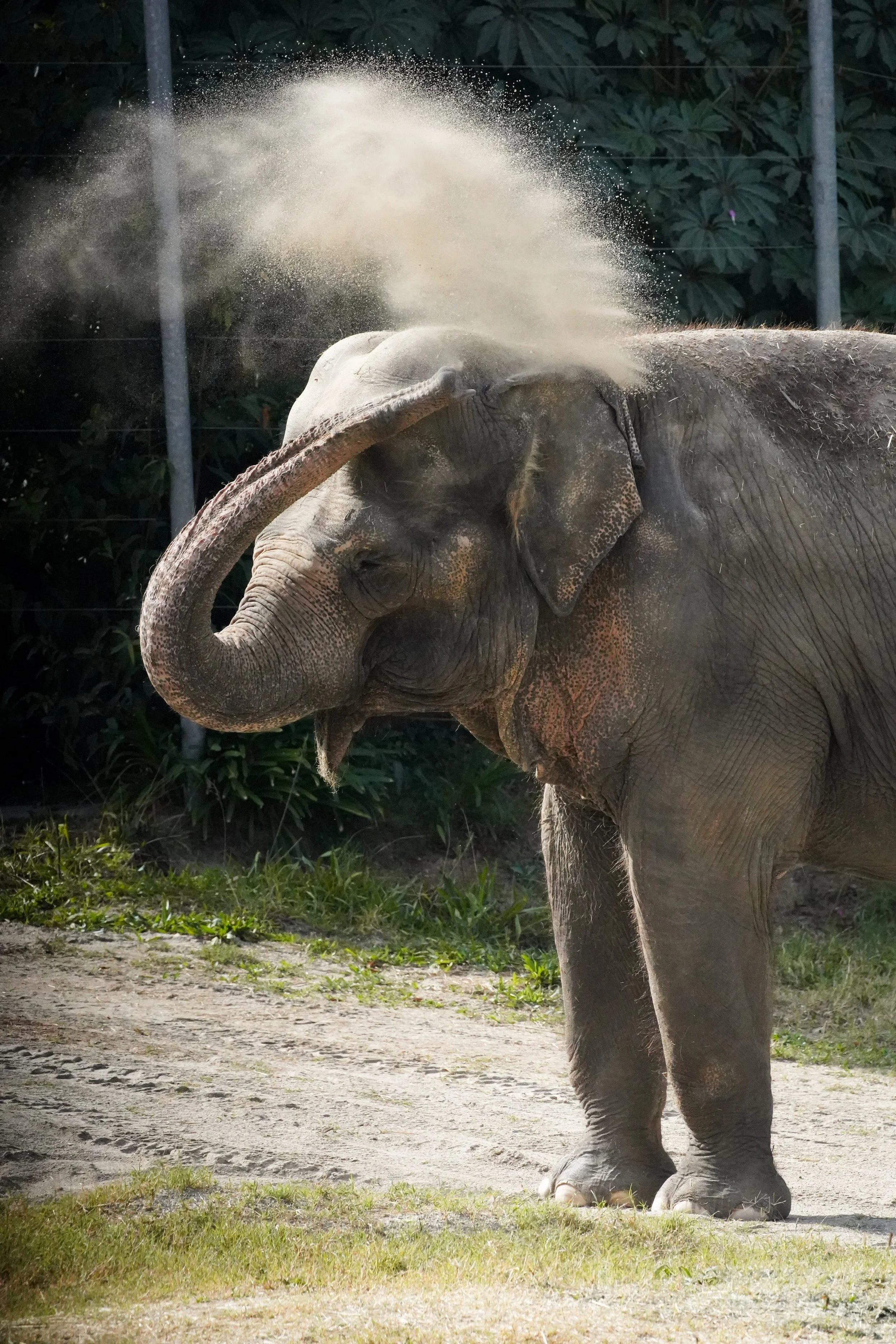 Elephant.jpg