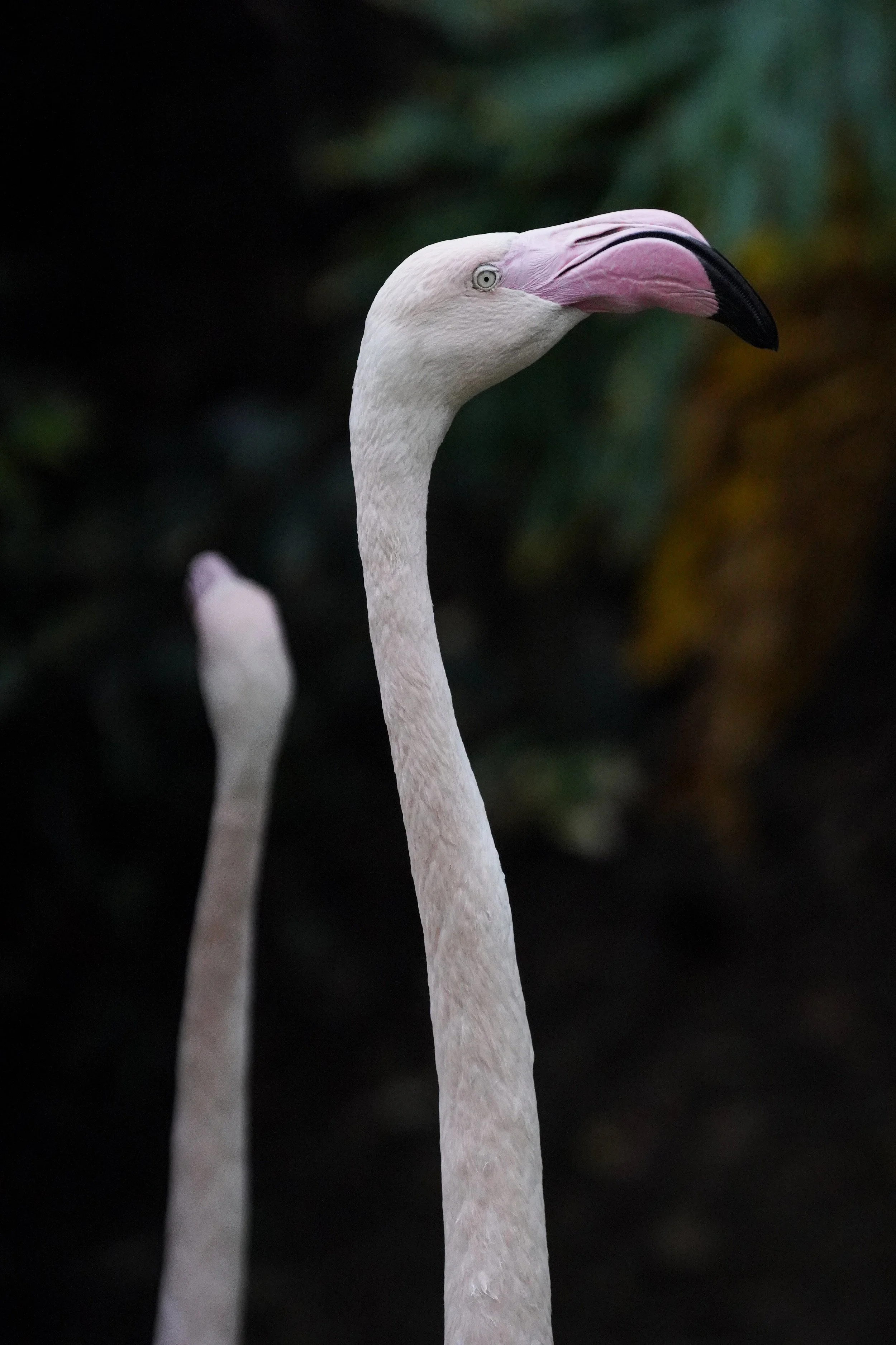 Flamingos.jpg