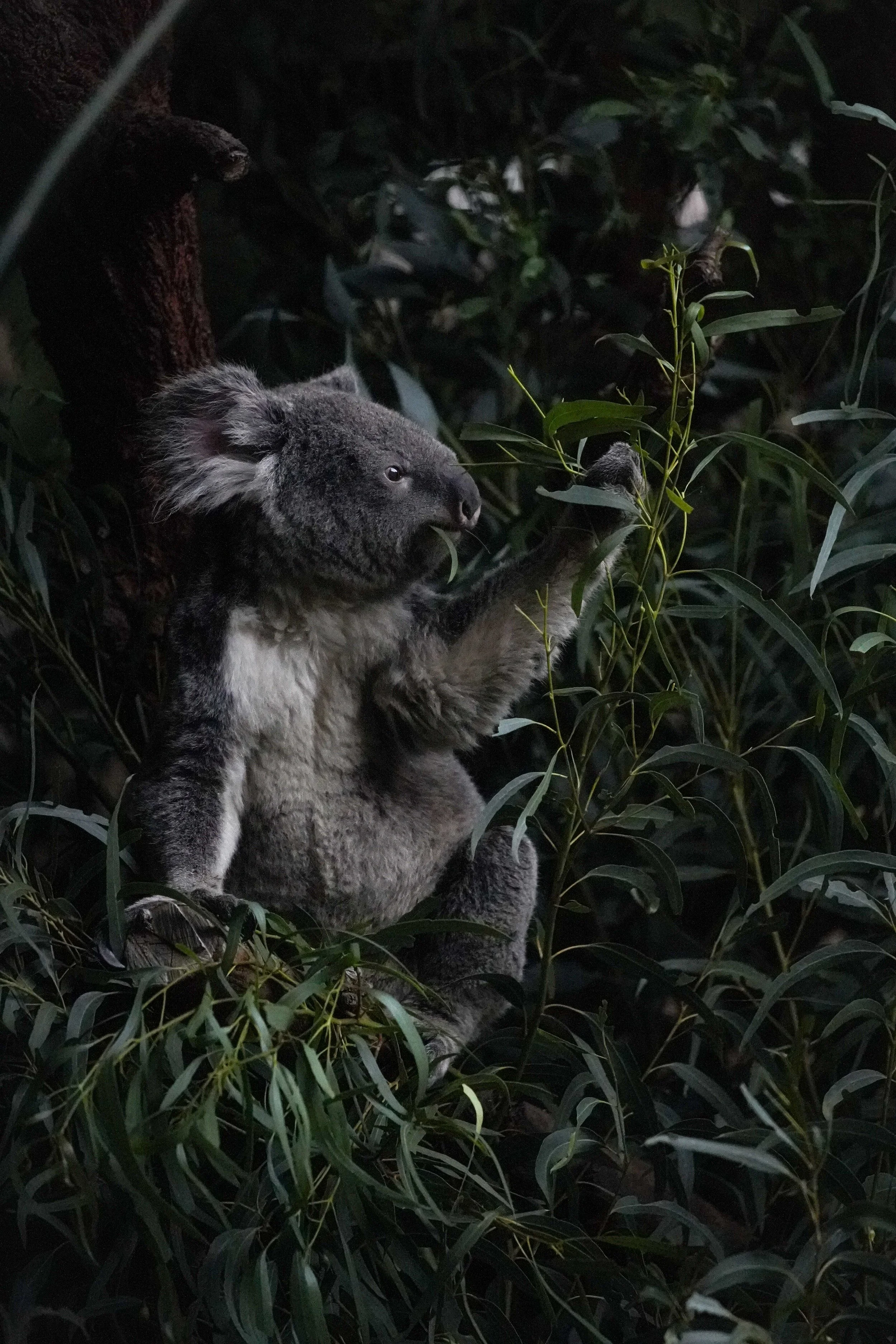 Koala.jpg